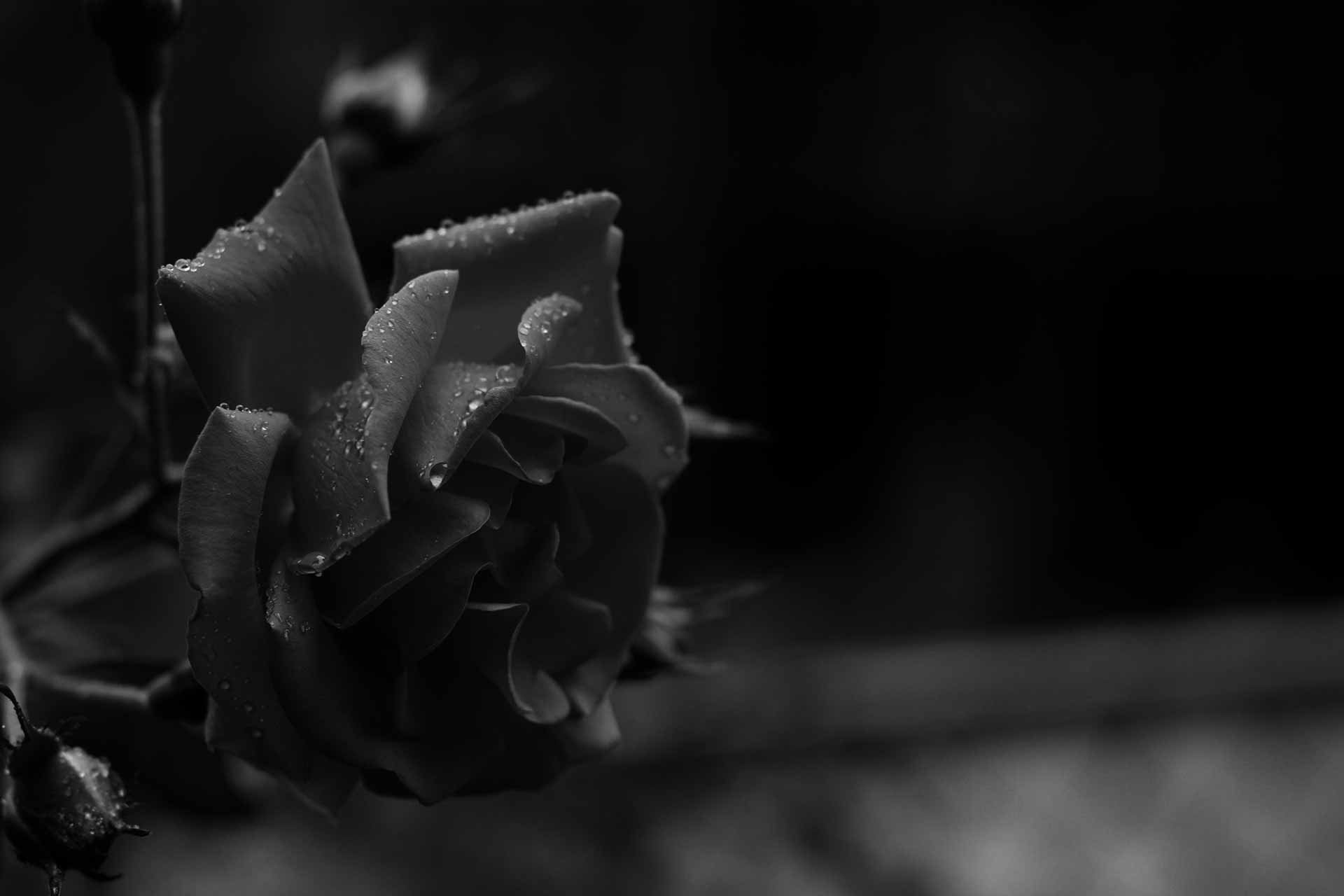 Aesthetic Black Rose Wallpapers