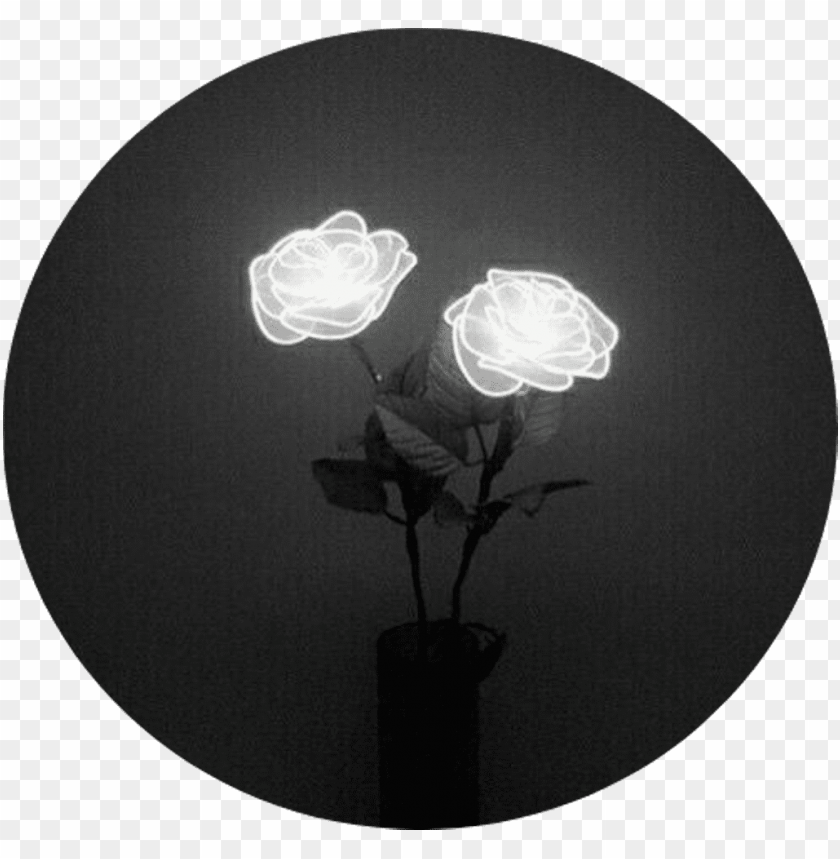 Aesthetic Black Roses Wallpapers