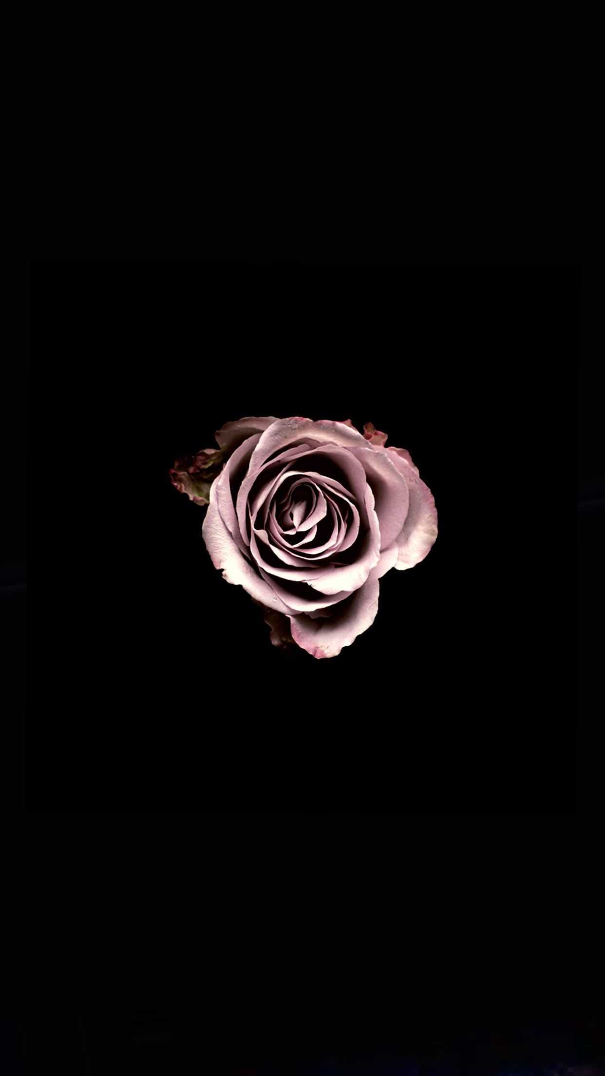 Aesthetic Black Roses Wallpapers