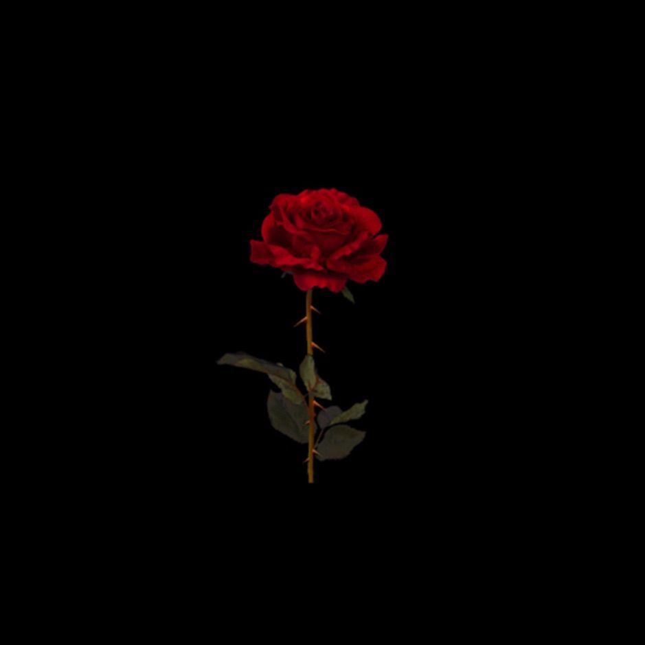 Aesthetic Black Roses Wallpapers