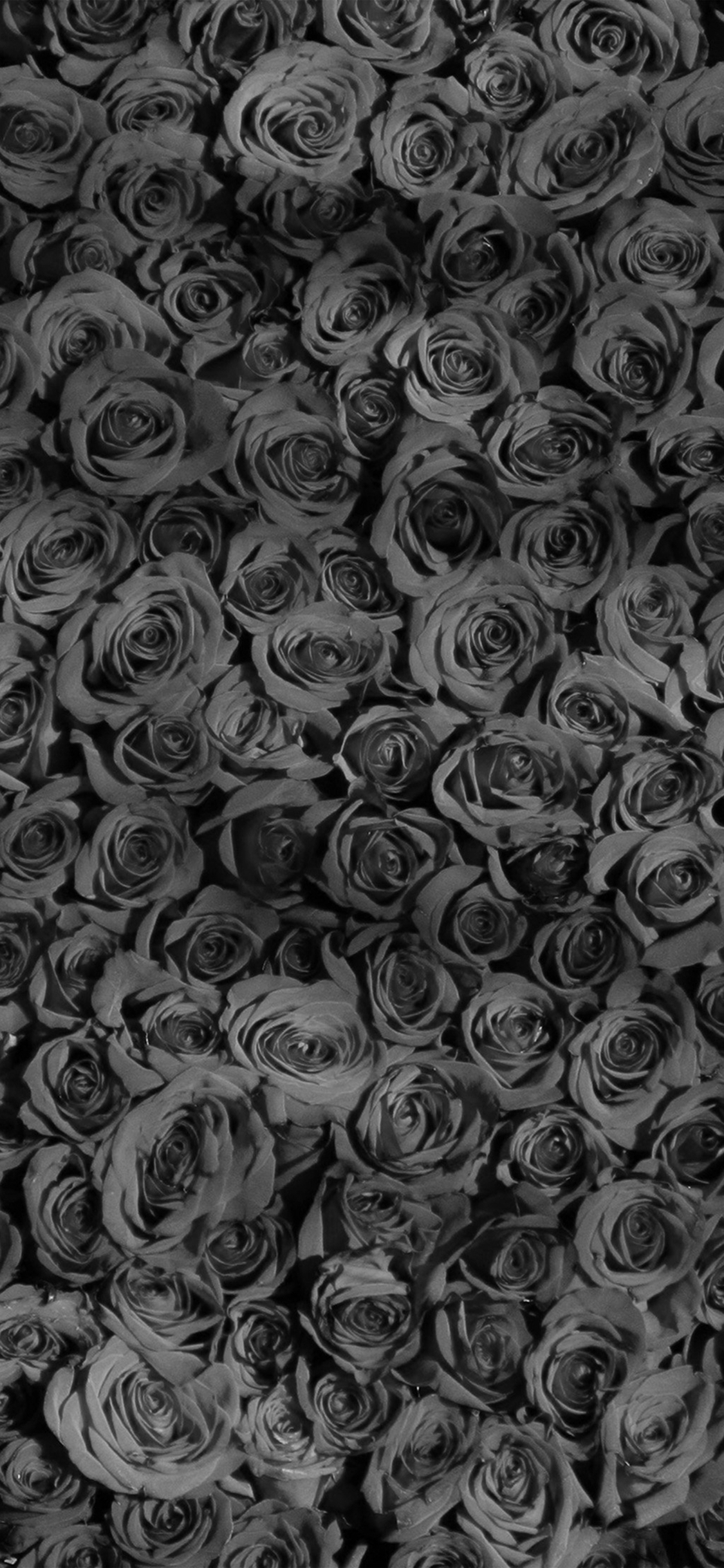 Aesthetic Black Roses Wallpapers