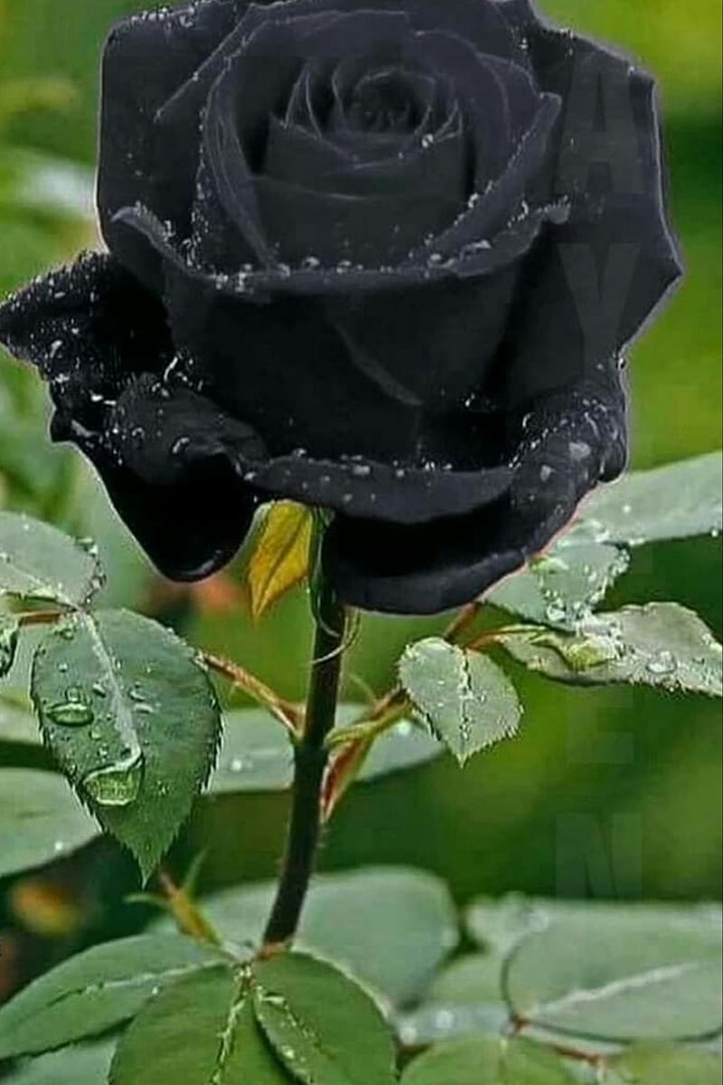 Aesthetic Black Roses Wallpapers