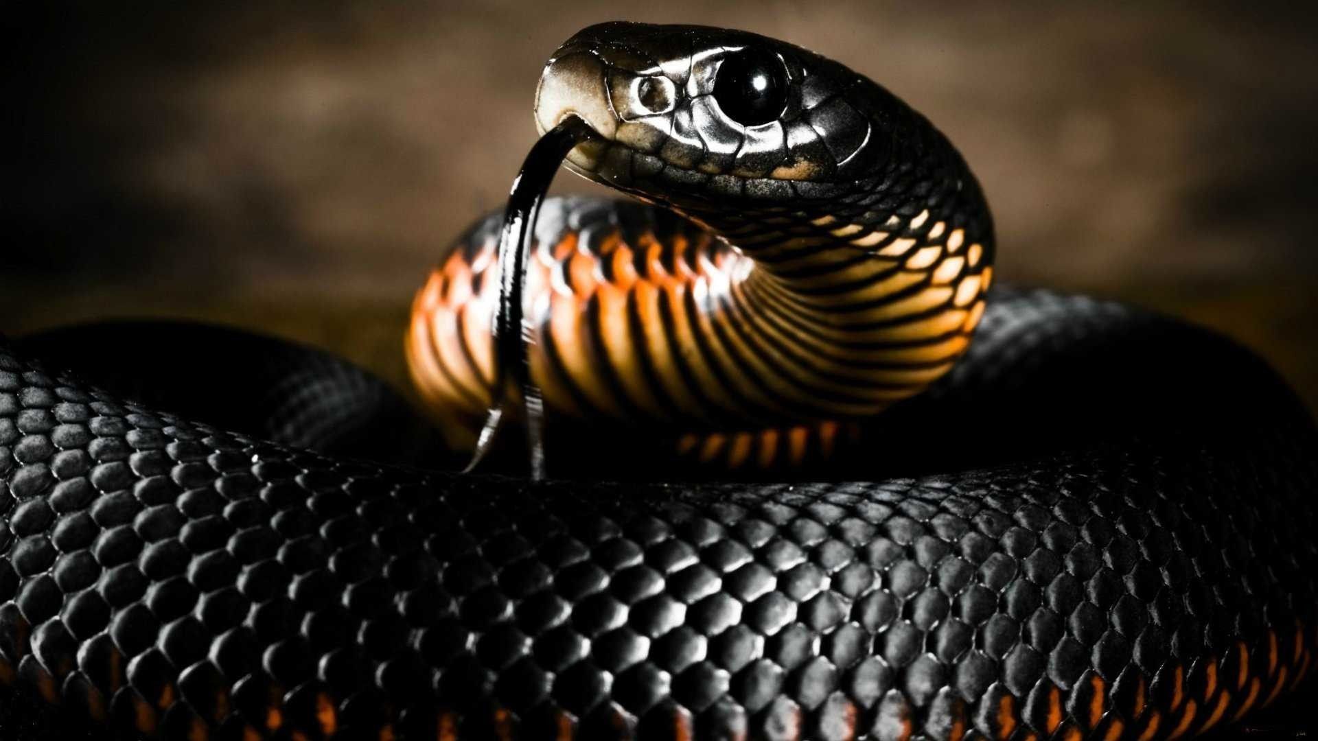 Aesthetic Black Snake Desktop Wallpapers