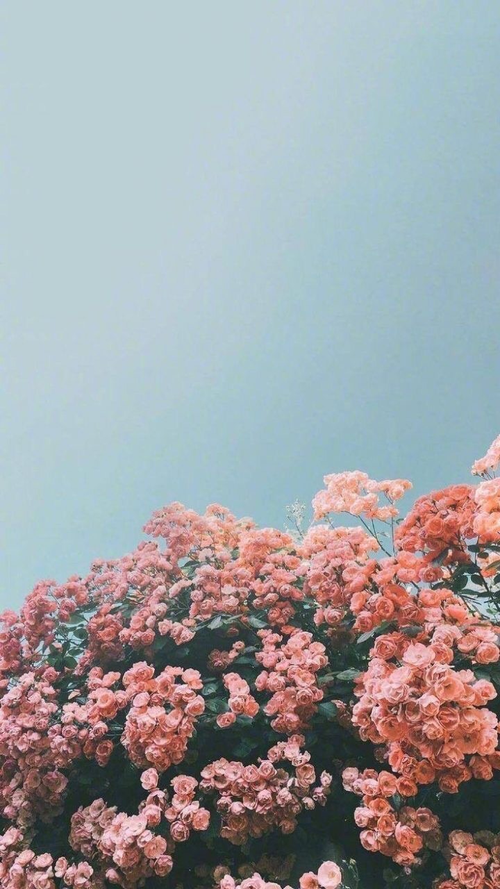 Aesthetic Blue And Pink Flowers Wallpapers