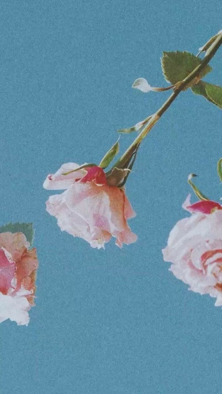 Aesthetic Blue And Pink Flowers Wallpapers