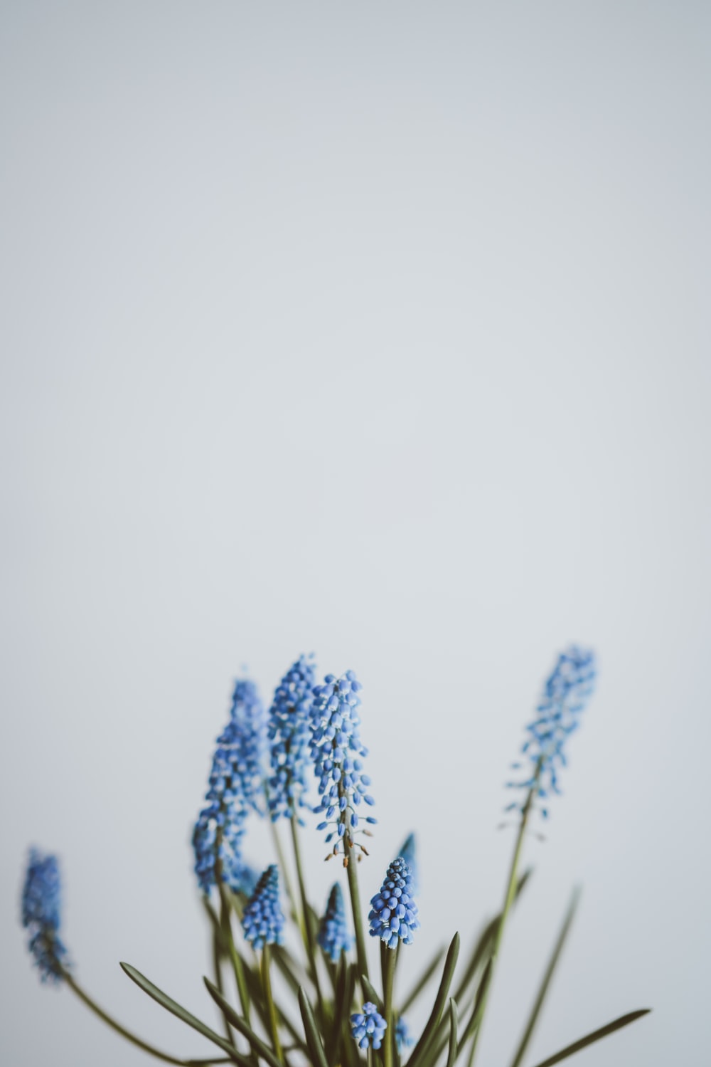 Aesthetic Blue Flowers Wallpapers