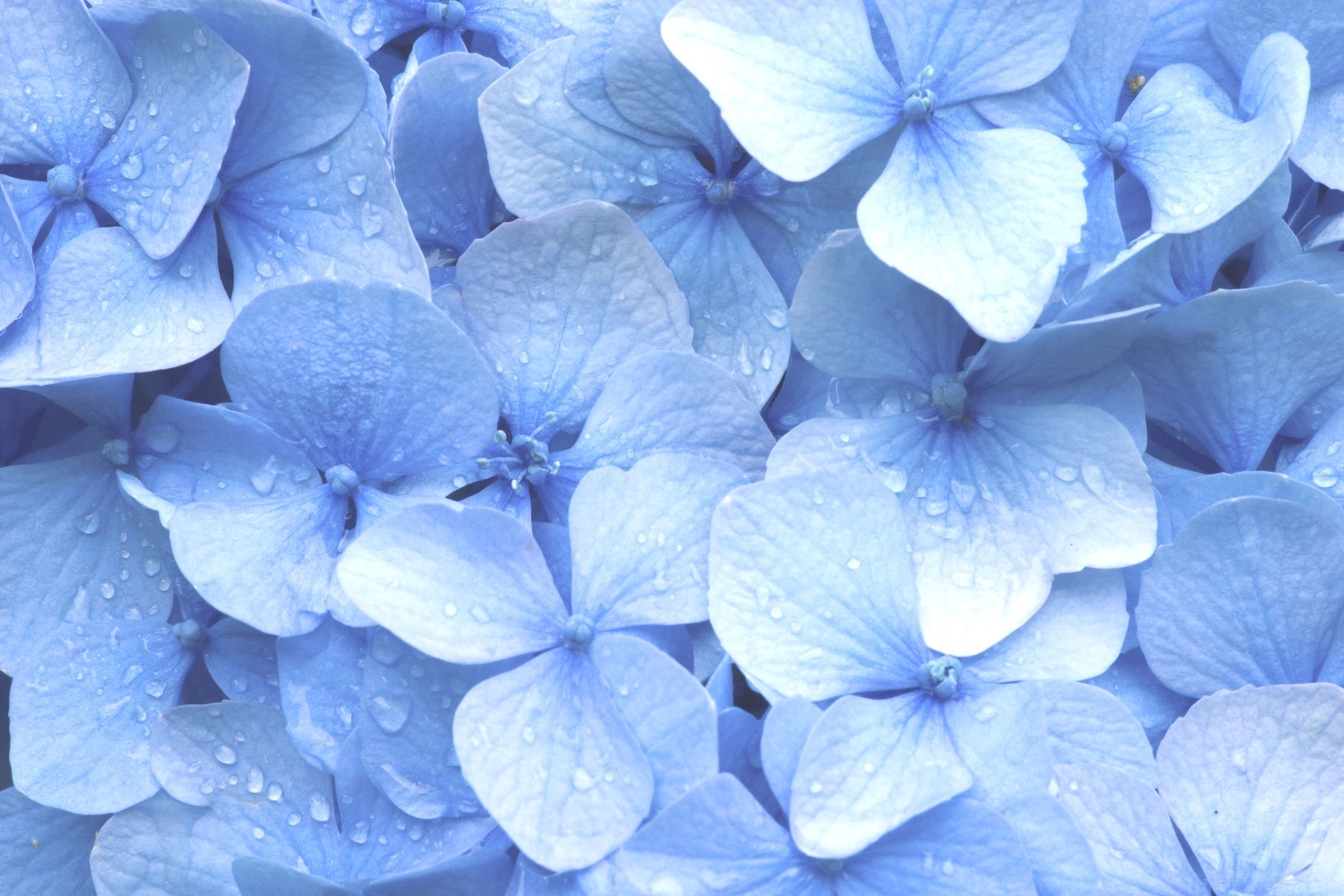 Aesthetic Blue Flowers Wallpapers