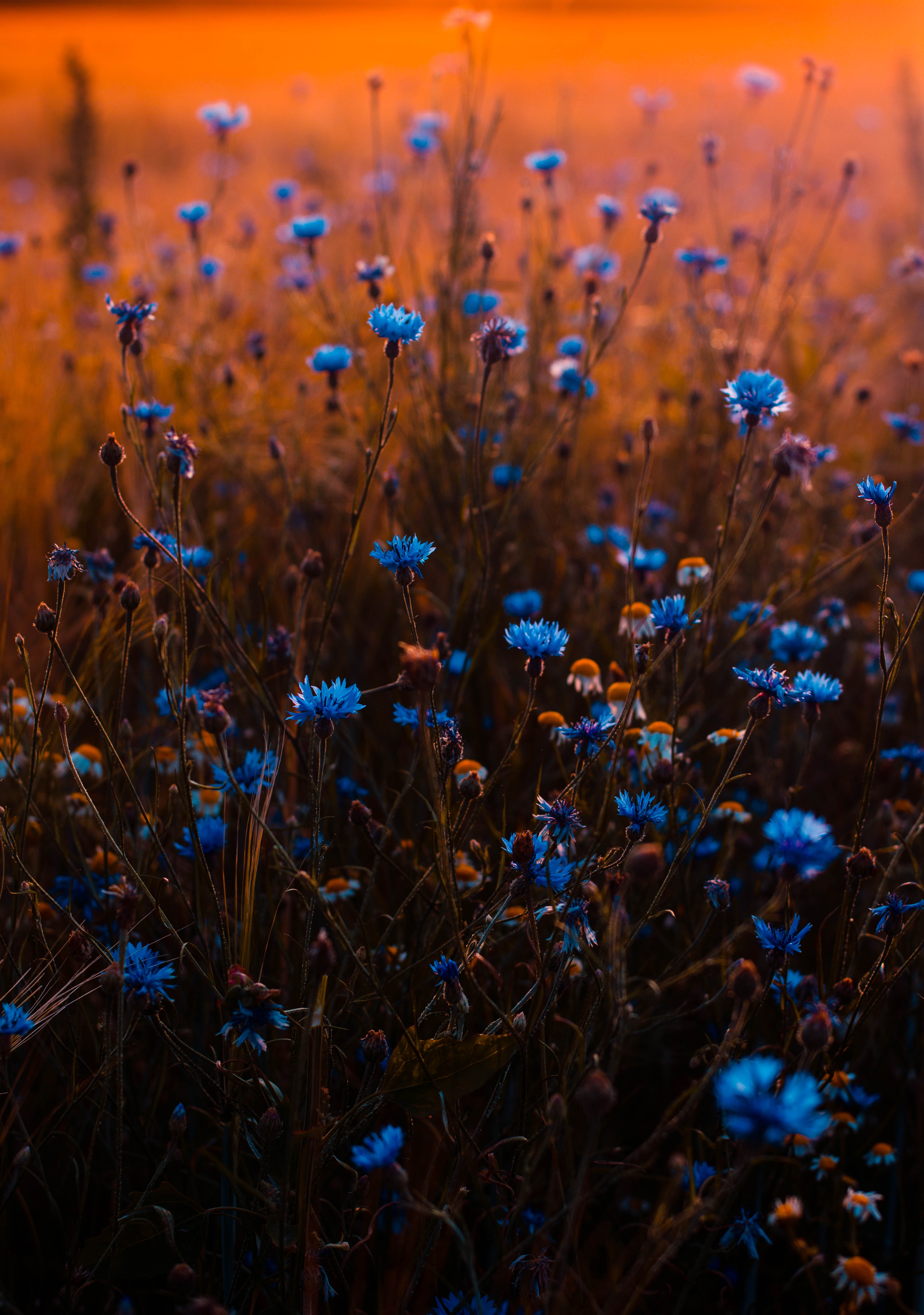 Aesthetic Blue Flowers Wallpapers