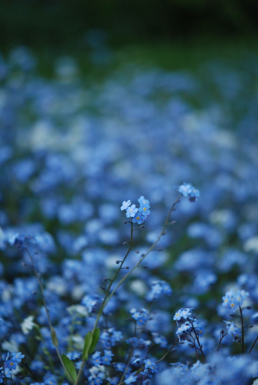 Aesthetic Blue Flowers Wallpapers