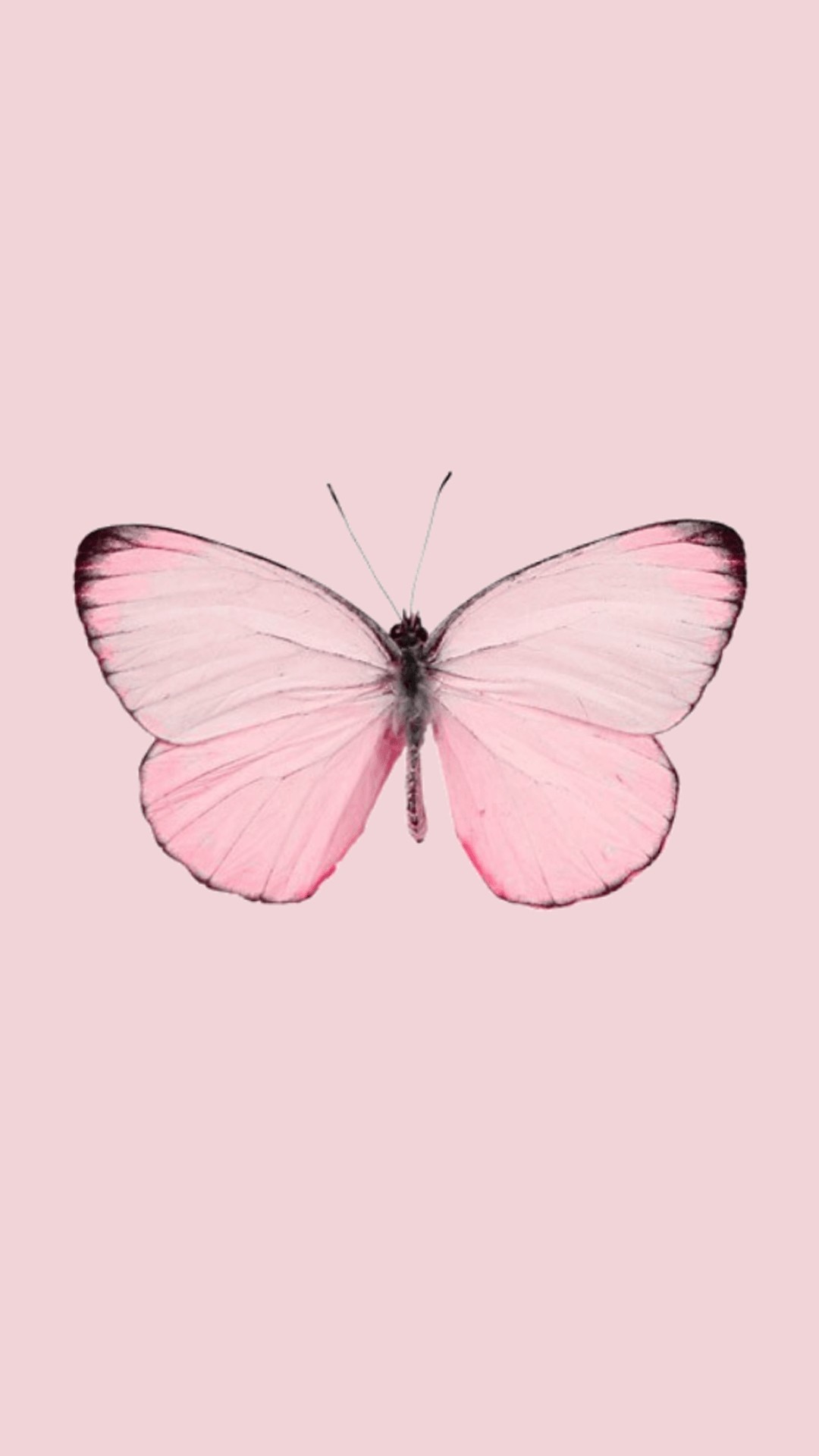 Aesthetic Butterflies Wallpapers