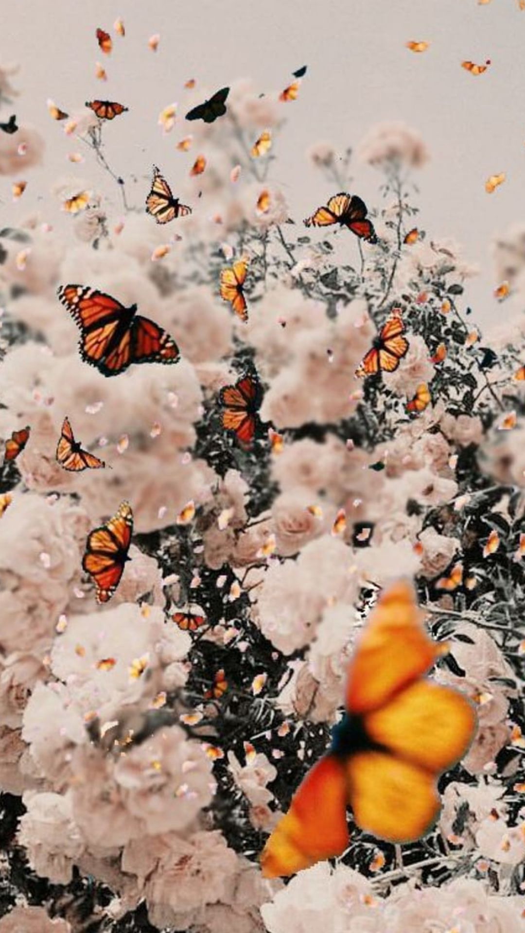 Aesthetic Butterflies Wallpapers