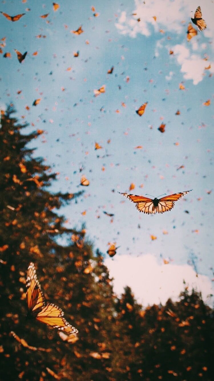 Aesthetic Butterfly Iphone Wallpapers