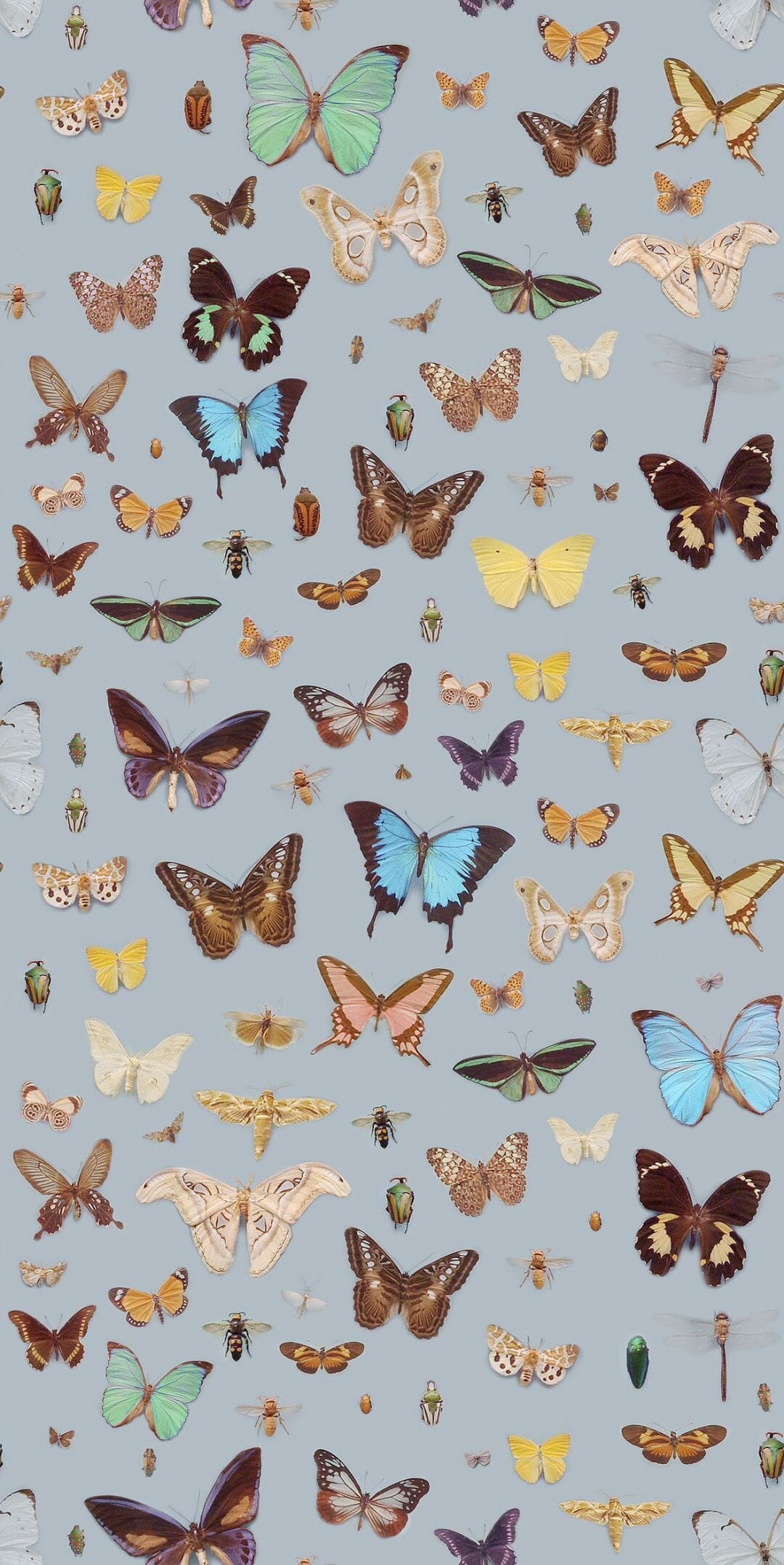 Aesthetic Butterfly Pictures Wallpapers