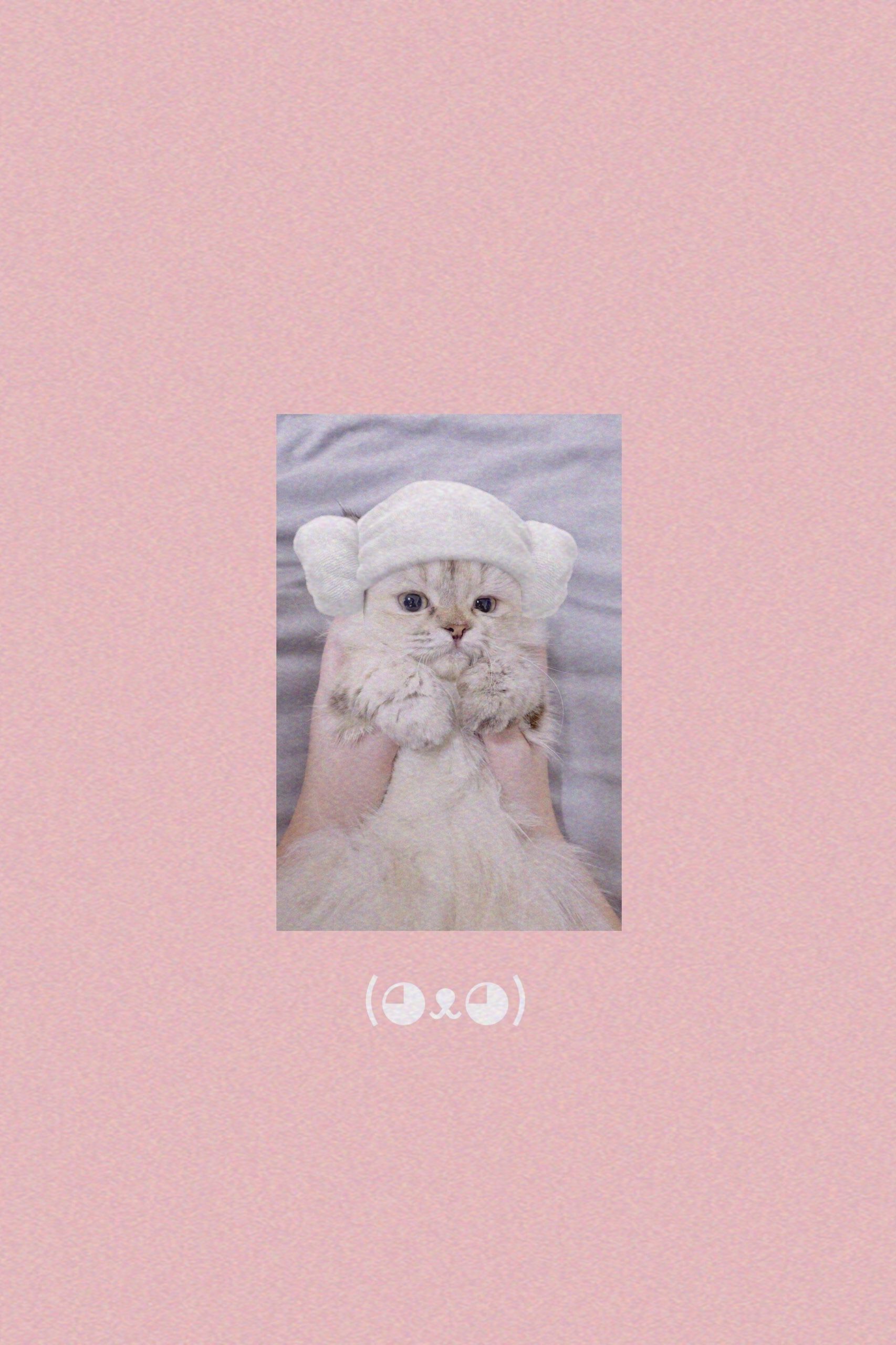 Aesthetic Cat Wallpapers