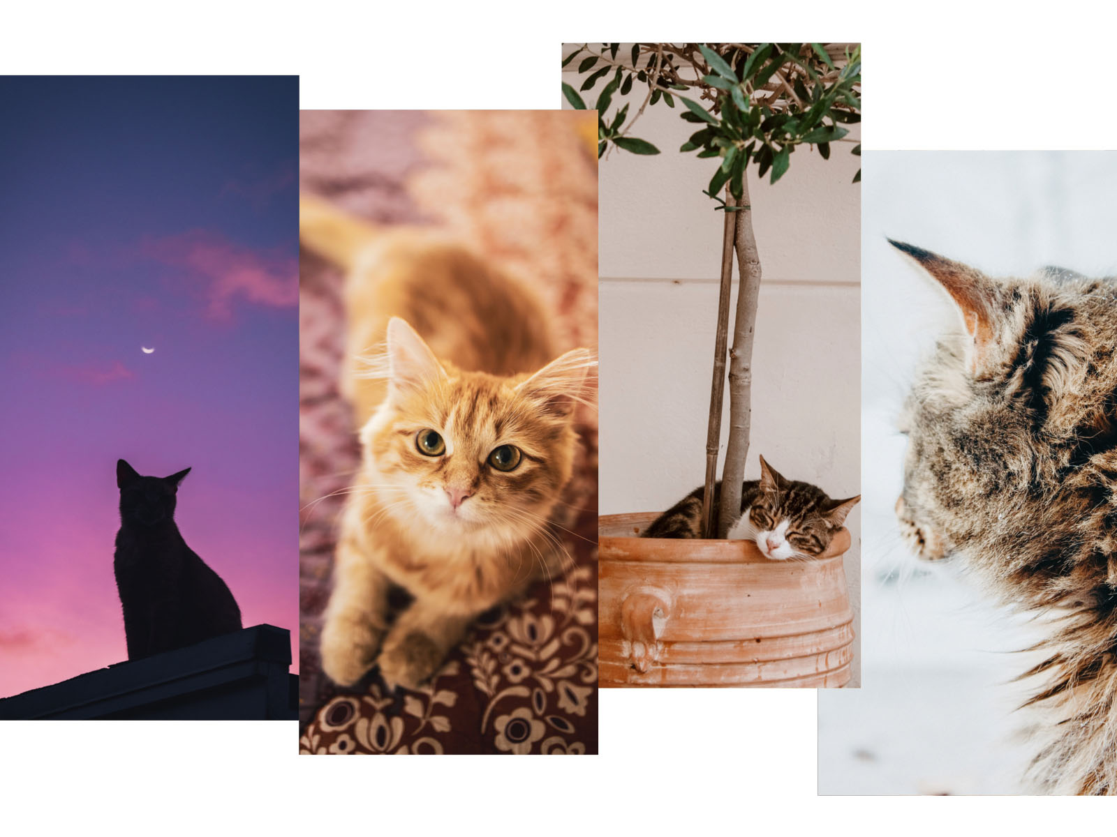 Aesthetic Cat Wallpapers