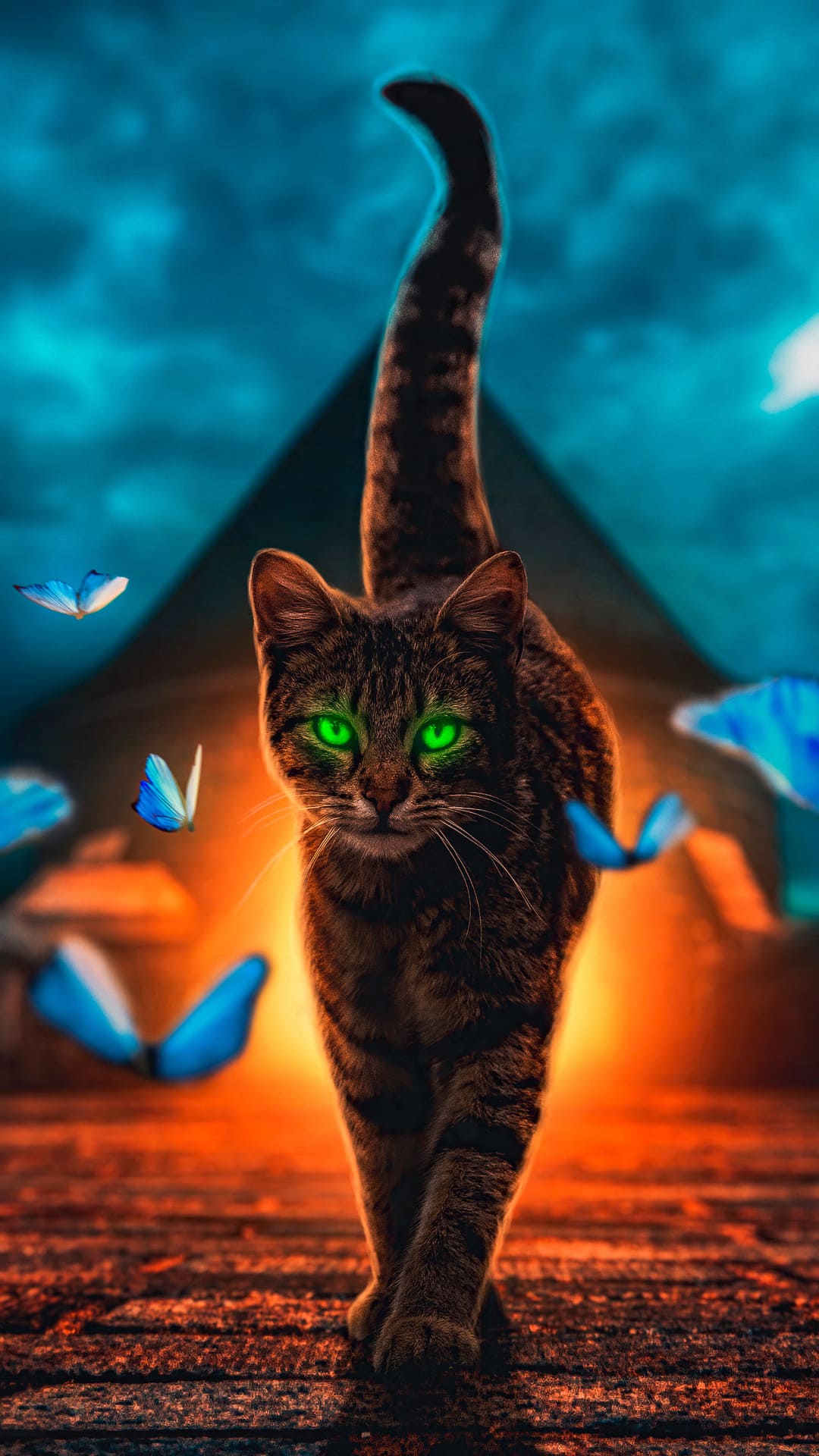 Aesthetic Cat Wallpapers