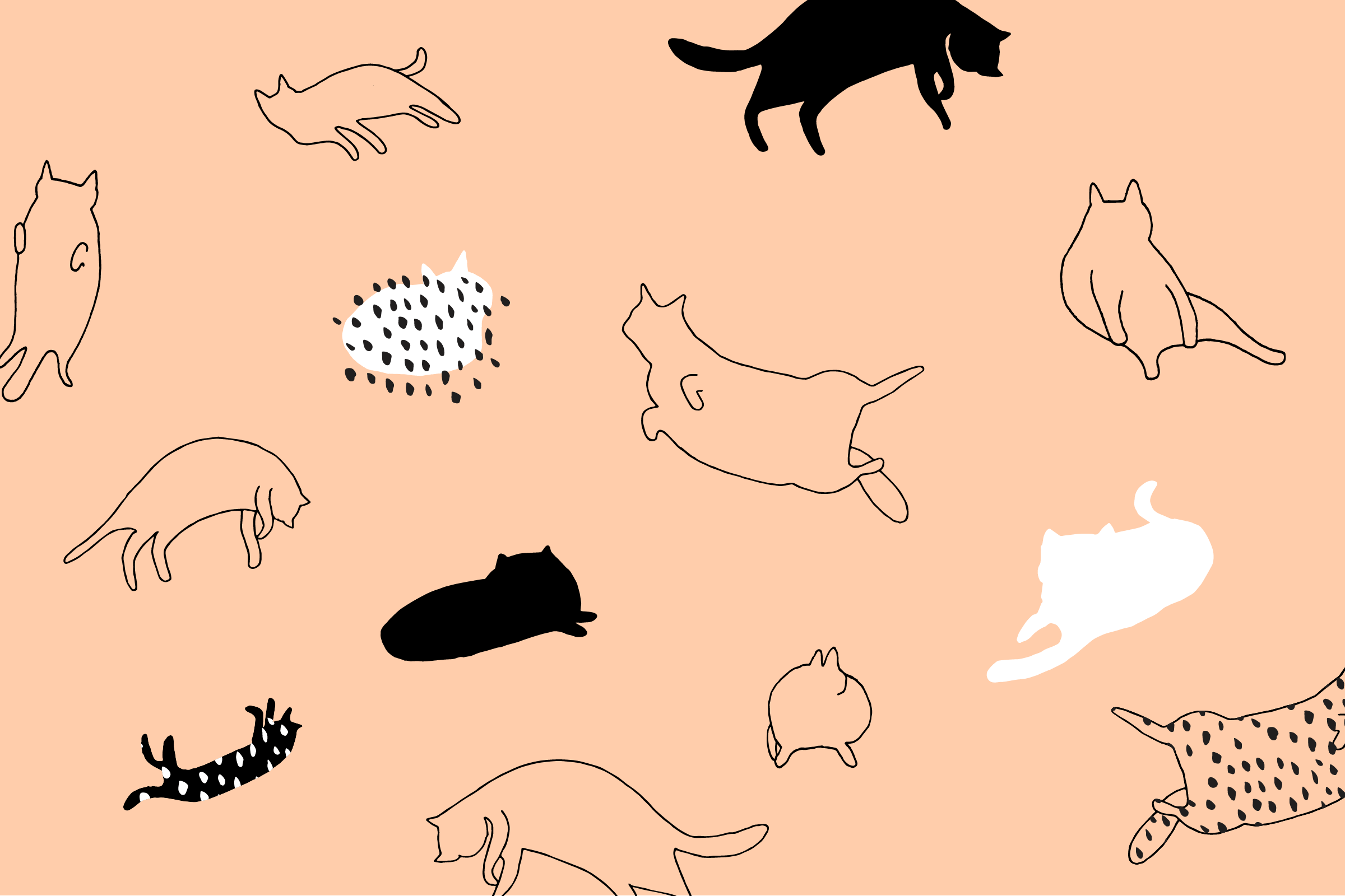 Aesthetic Cat Wallpapers