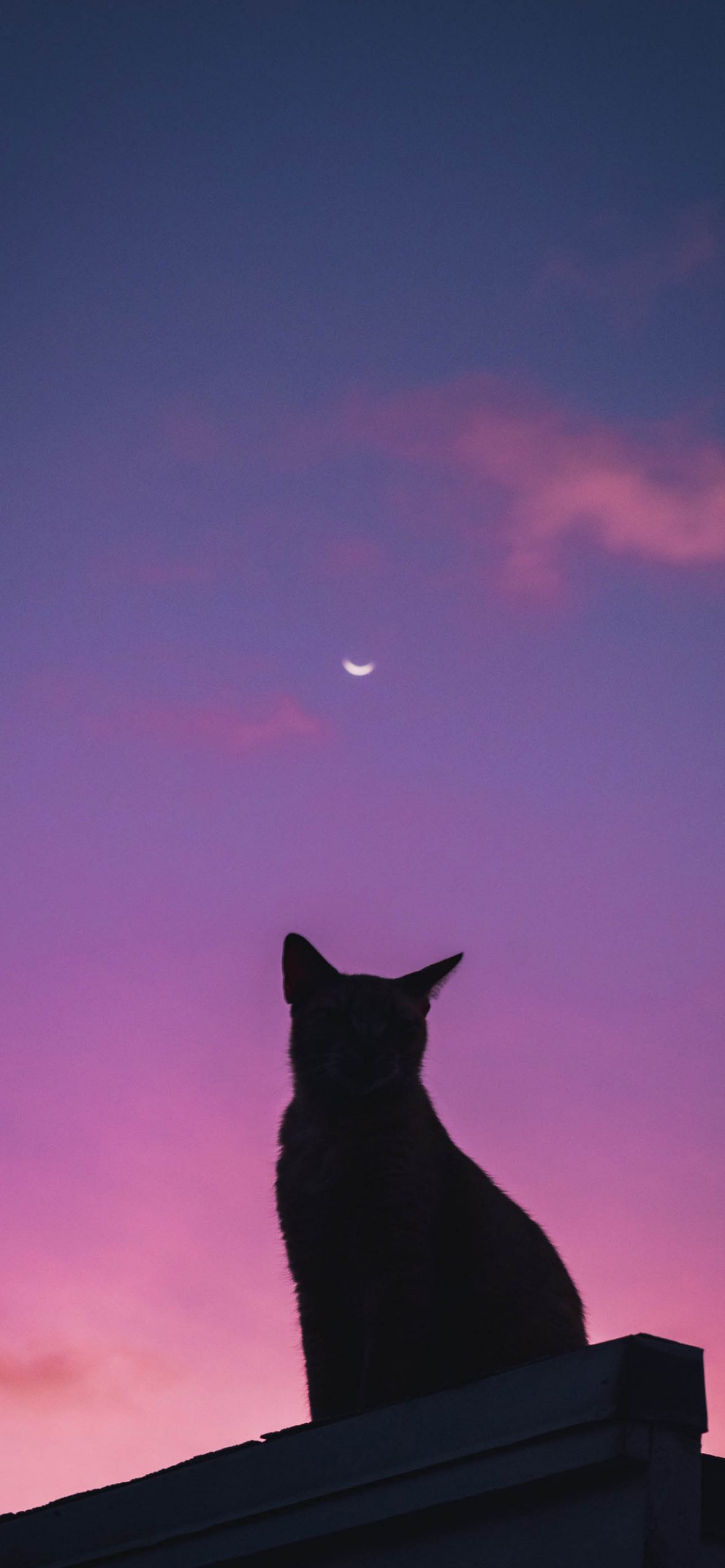 Aesthetic Cat Wallpapers