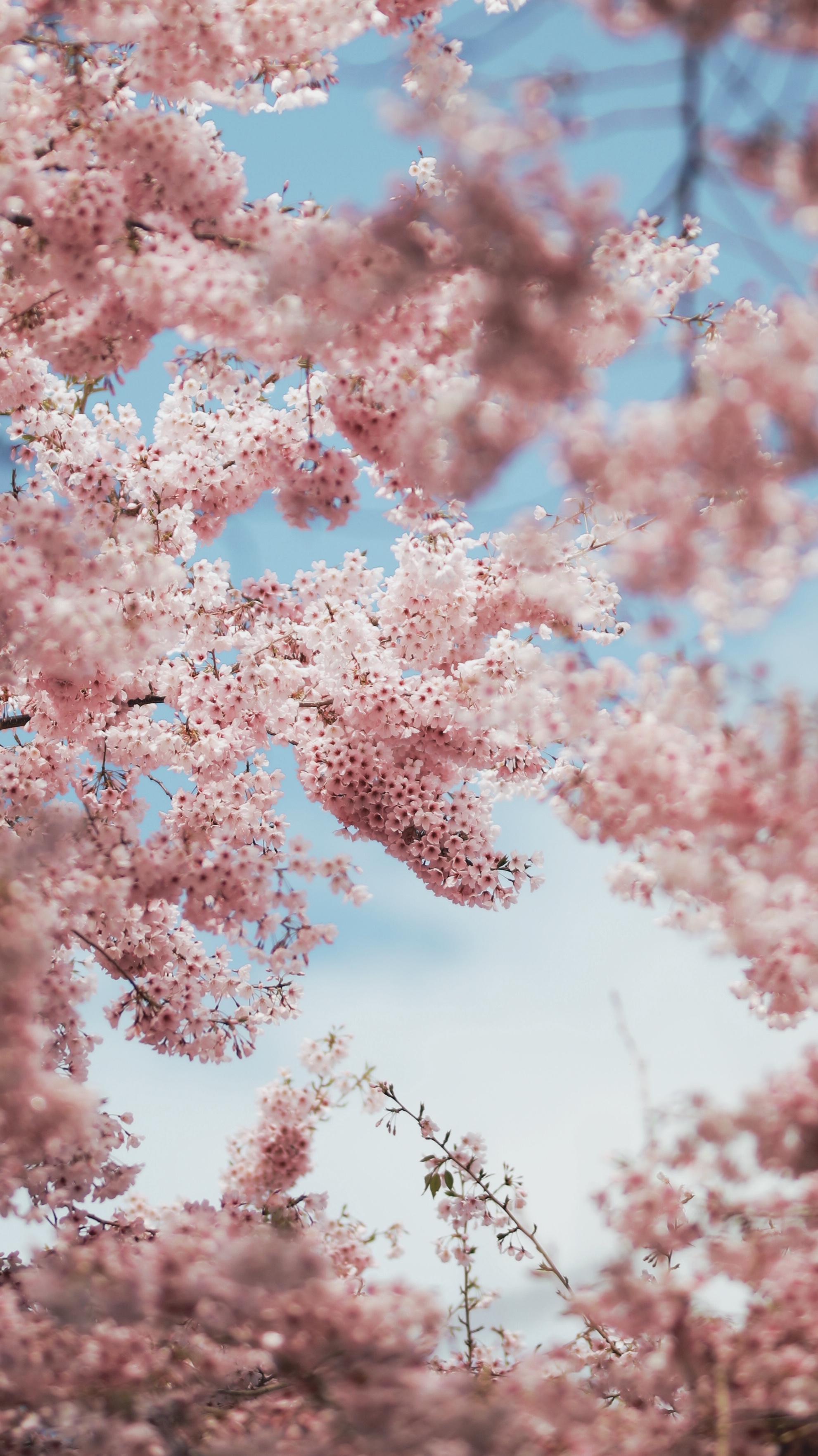 Aesthetic Cherry Blossoms Wallpapers