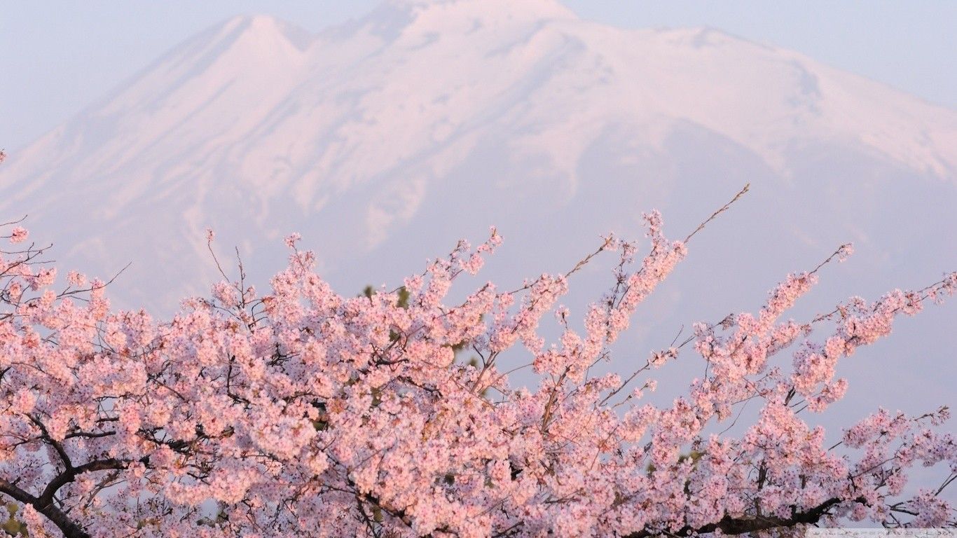 Aesthetic Cherry Blossoms Wallpapers