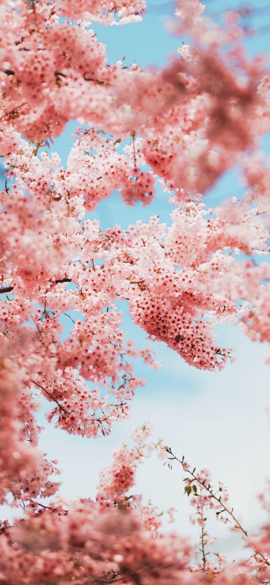 Aesthetic Cherry Blossoms Wallpapers