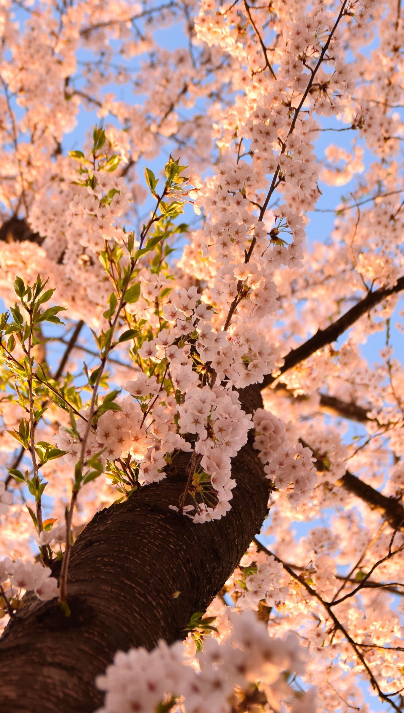 Aesthetic Cherry Blossoms Wallpapers