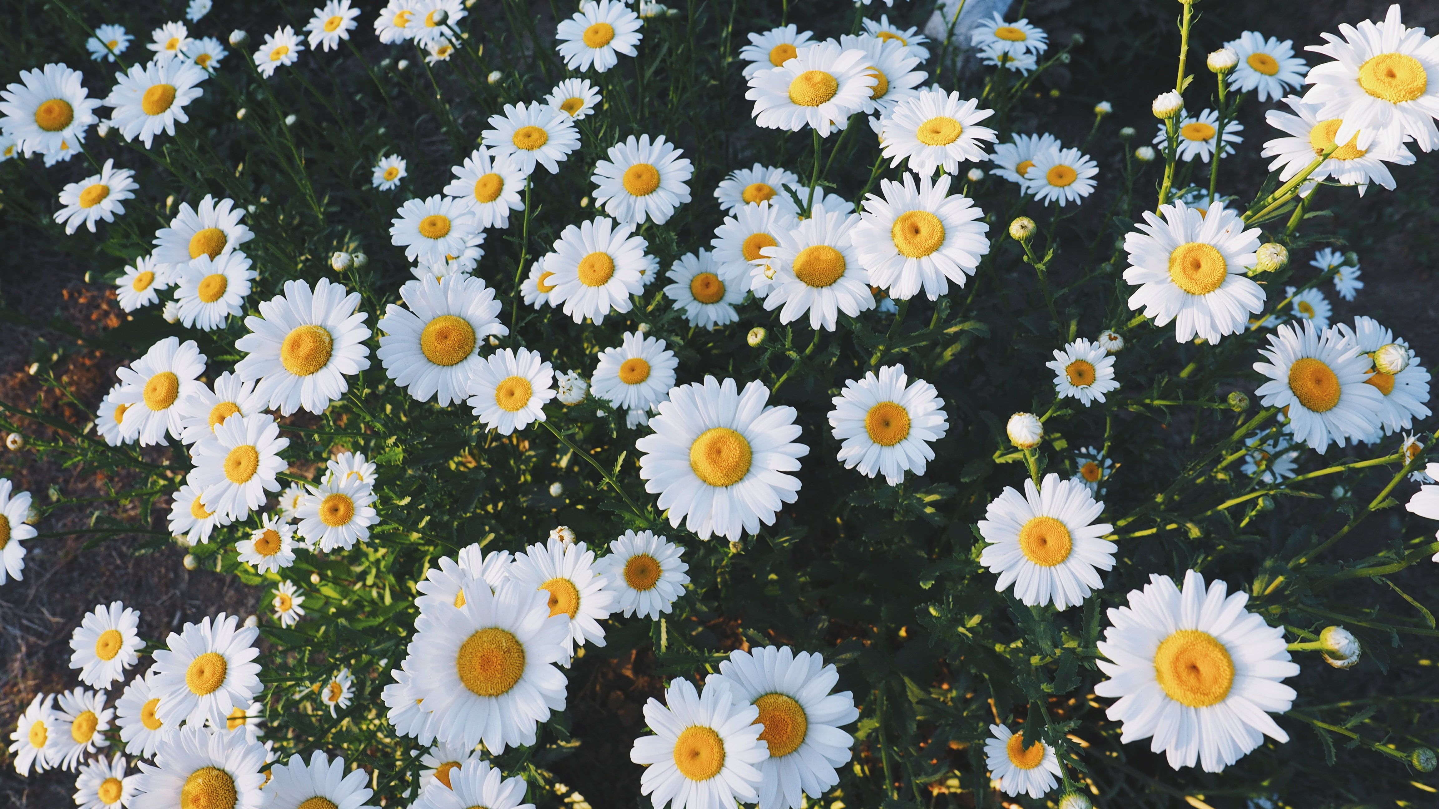 Aesthetic Daisy Wallpapers