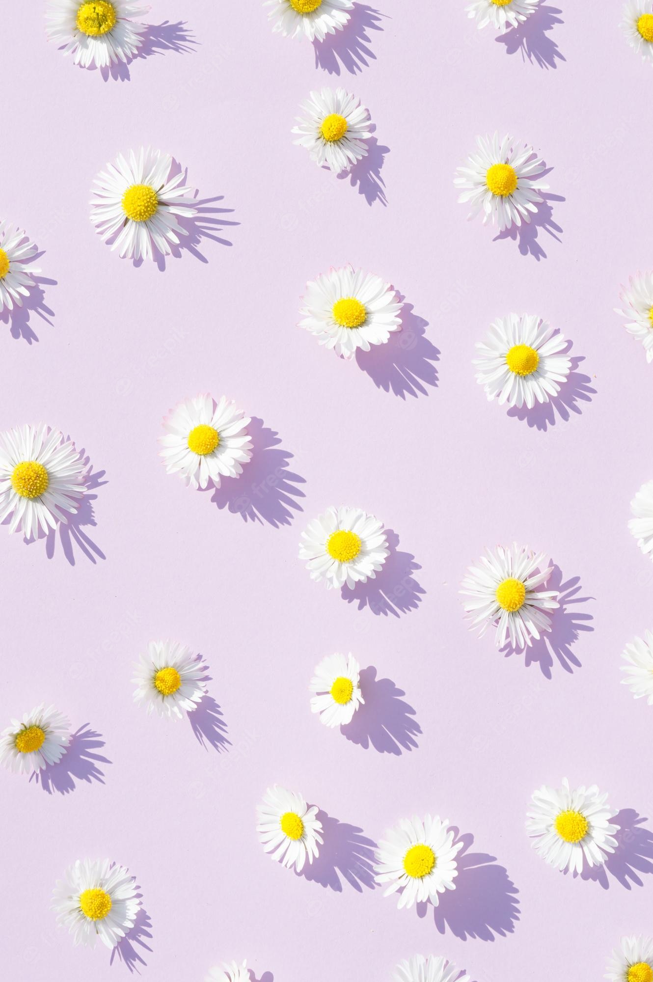 Aesthetic Daisy Wallpapers