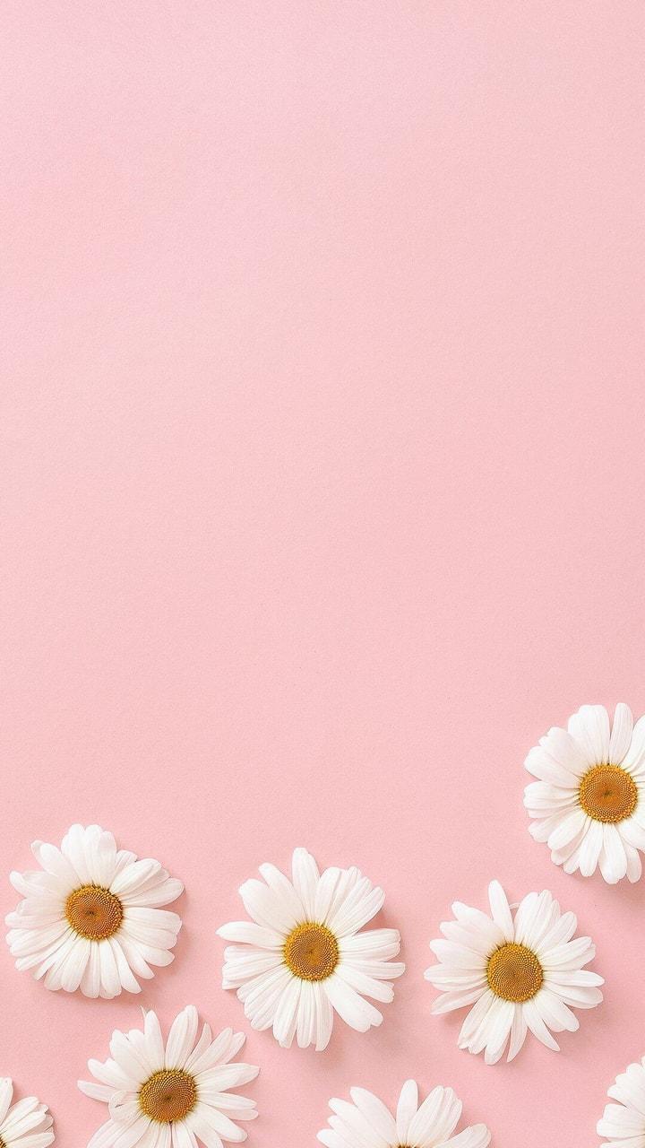 Aesthetic Daisy Wallpapers