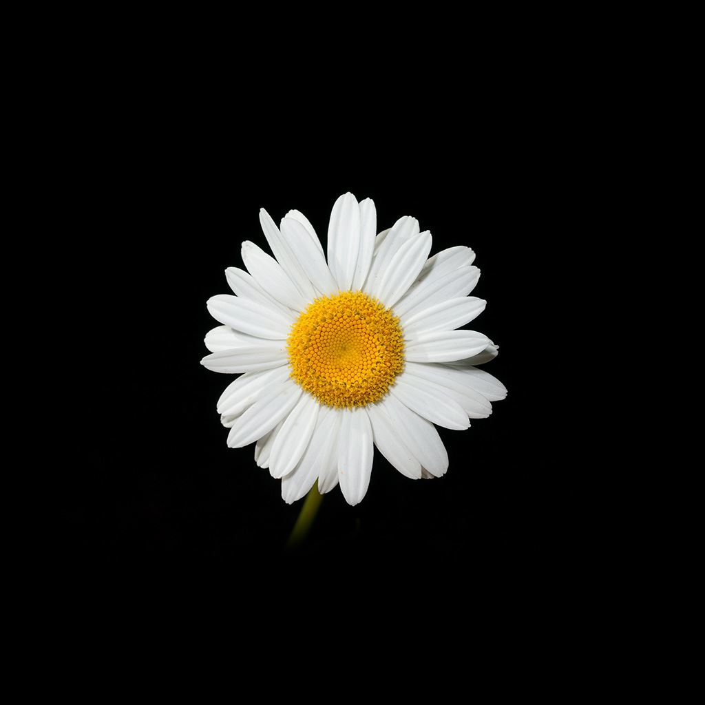 Aesthetic Daisy Wallpapers