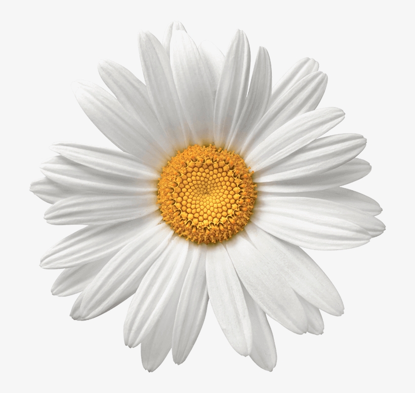 Aesthetic Daisy Wallpapers