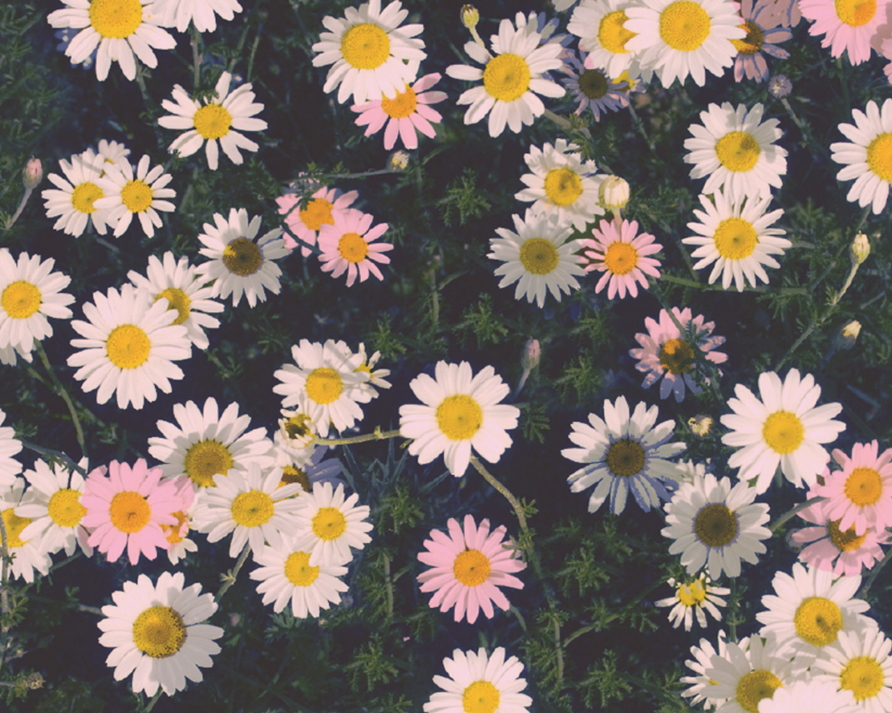 Aesthetic Daisy Wallpapers