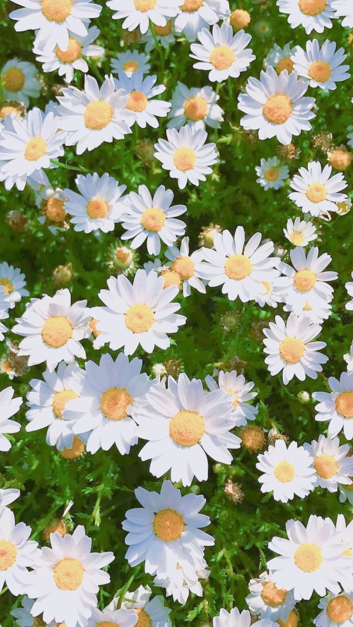 Aesthetic Daisy Wallpapers