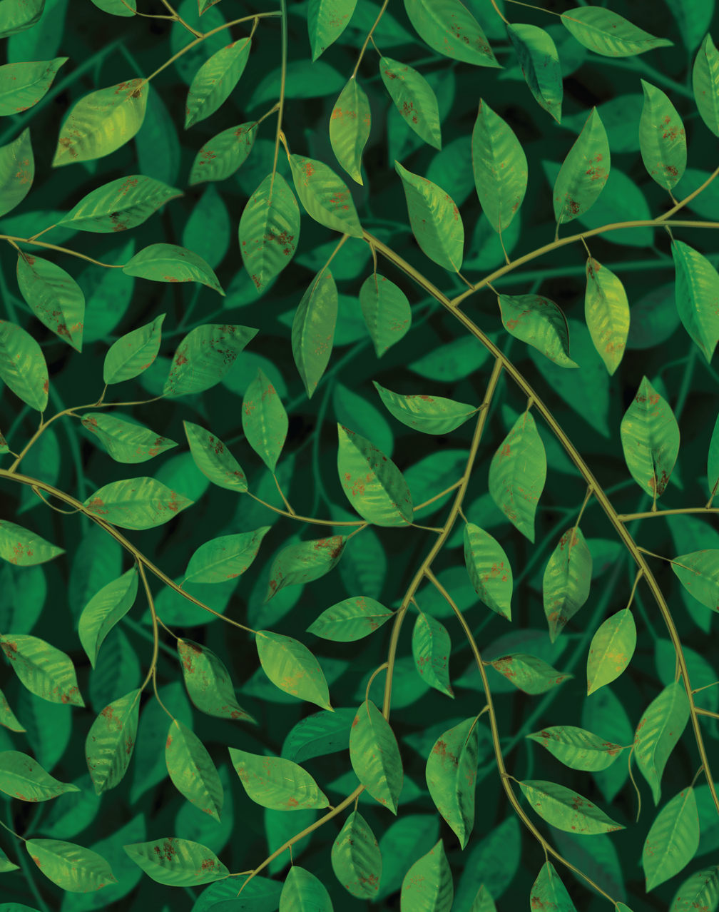 Aesthetic Dark Green Leaves Wallpapers