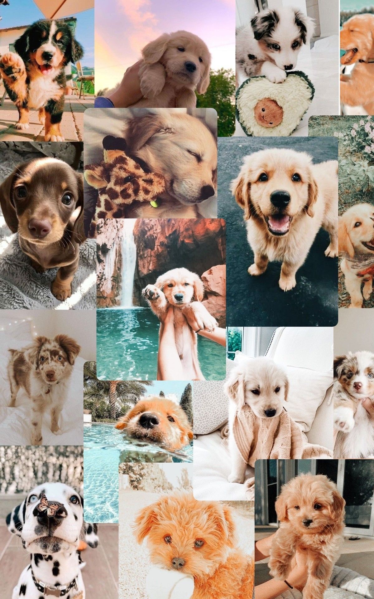 Aesthetic Dog Wallpapers