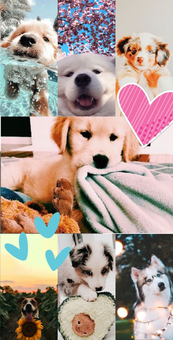 Aesthetic Dog Wallpapers