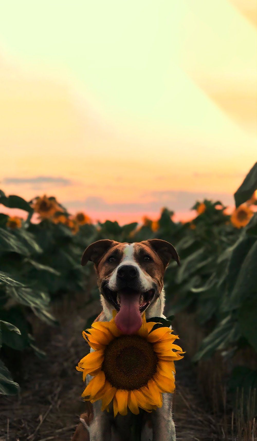 Aesthetic Dog Wallpapers