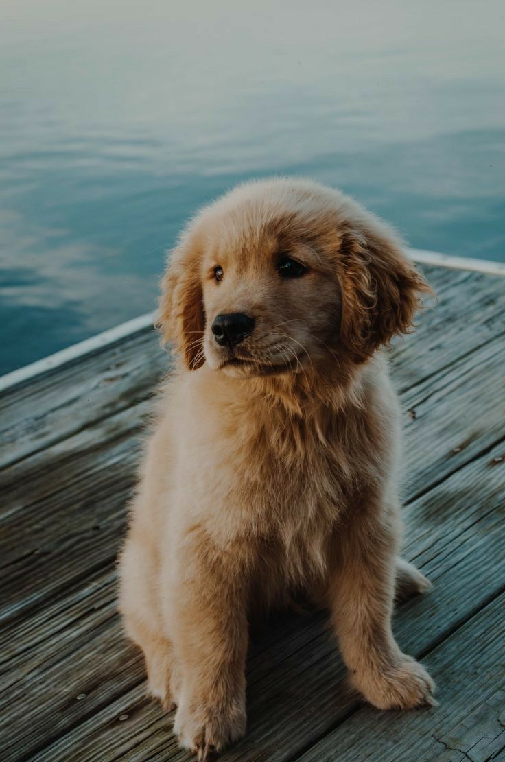 Aesthetic Dog Wallpapers