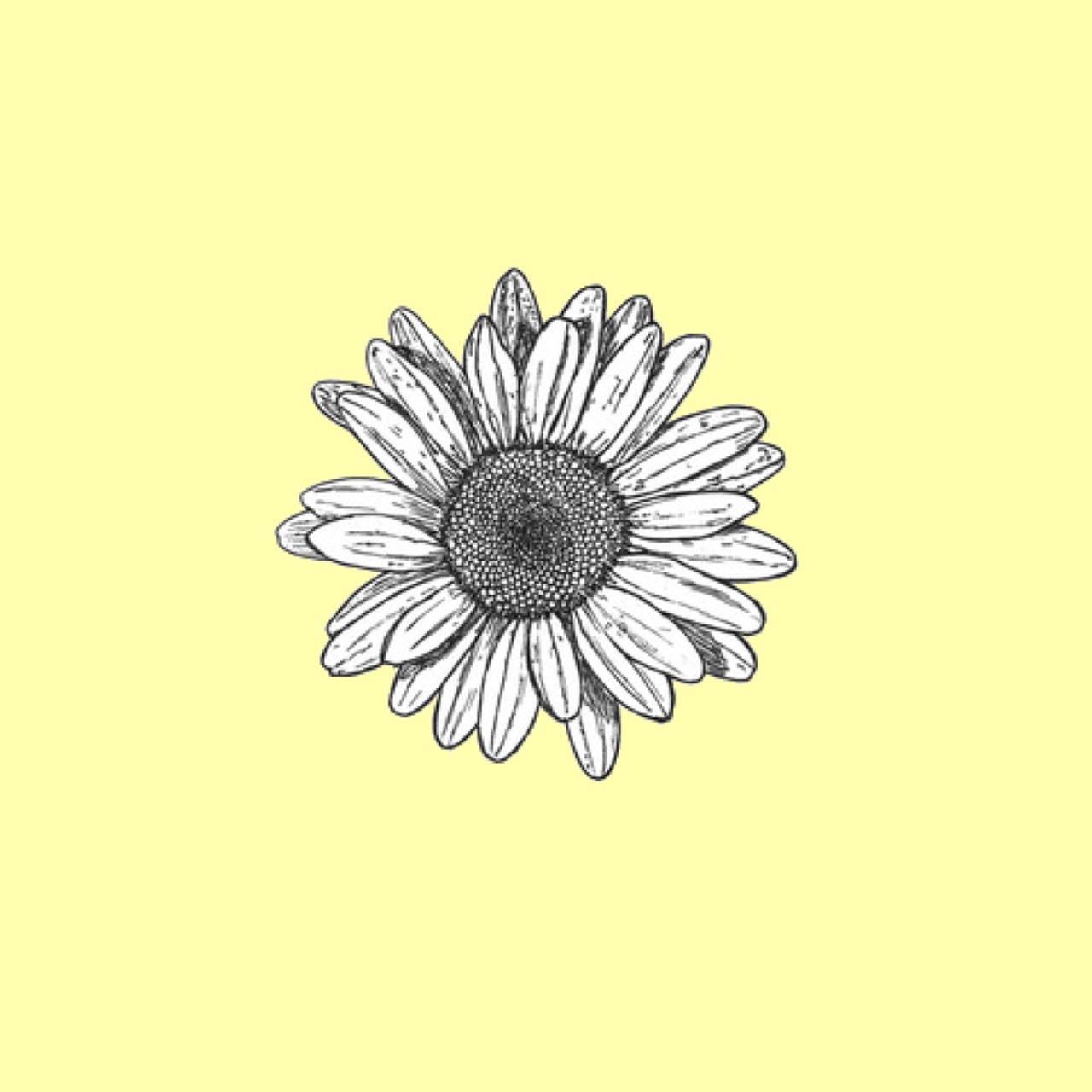 Aesthetic Drawings Flowers Wallpapers