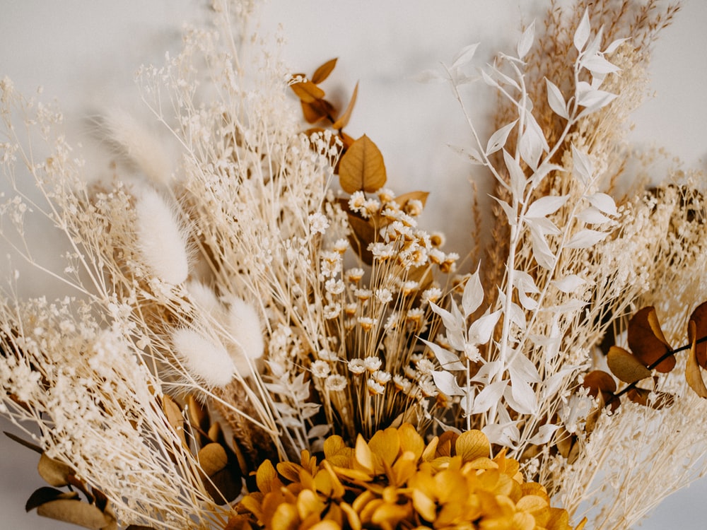 Aesthetic Dried Flower Wallpapers