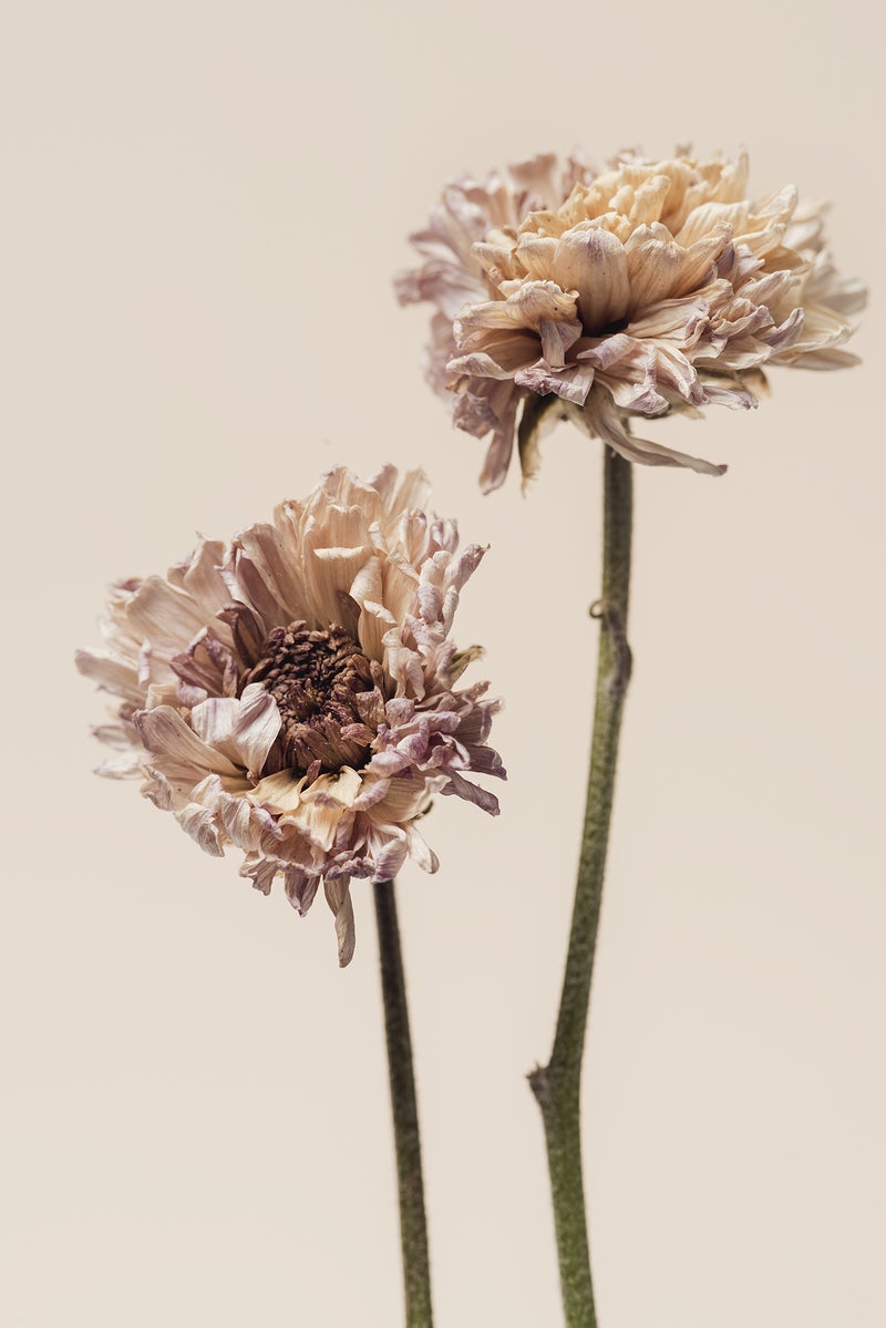 Aesthetic Dried Flower Wallpapers