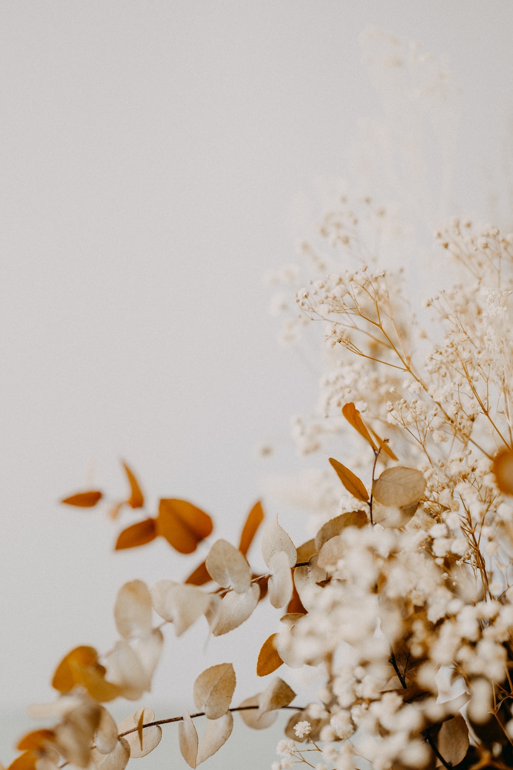 Aesthetic Dried Flower Wallpapers