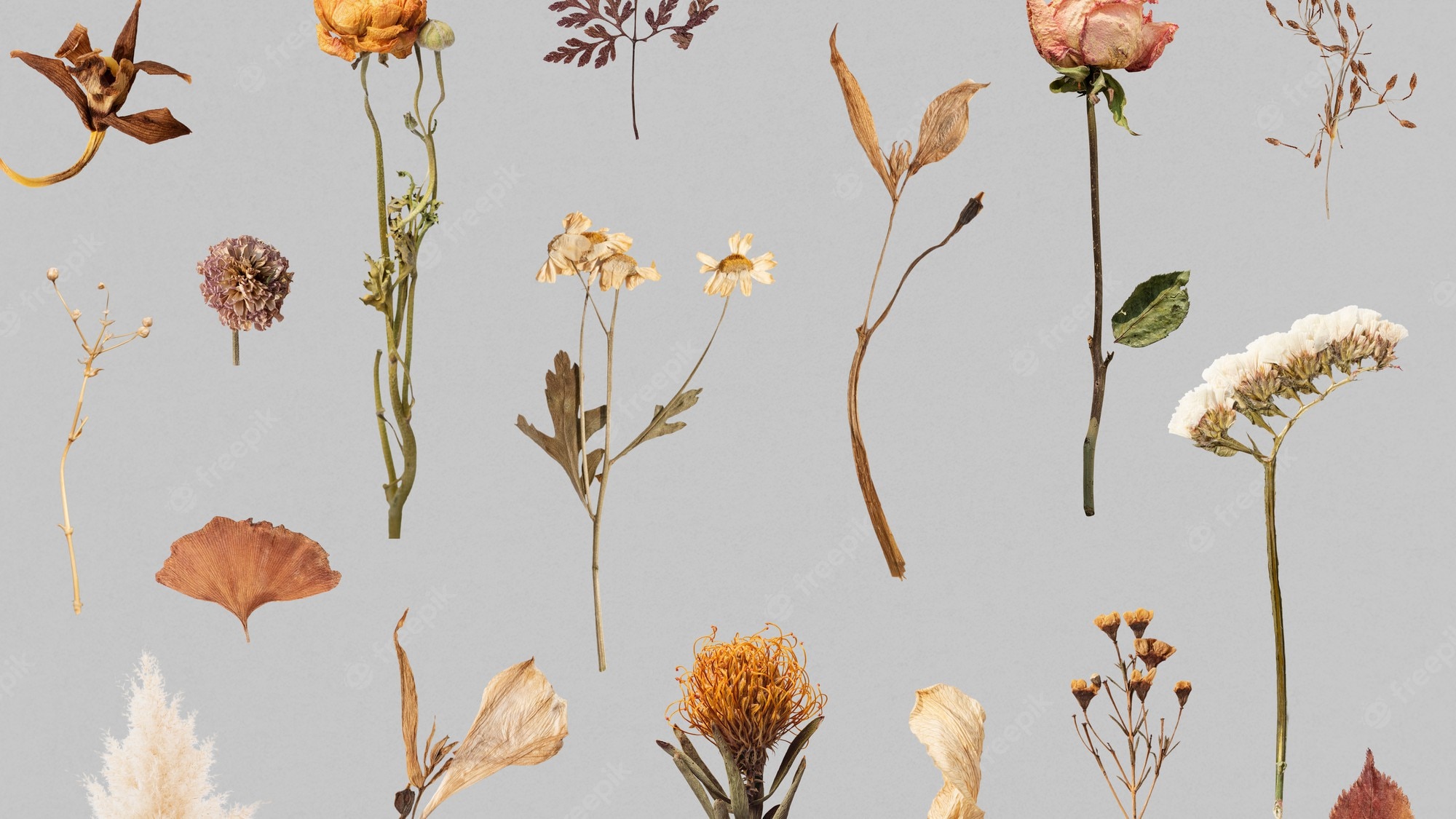 Aesthetic Dried Flower Wallpapers