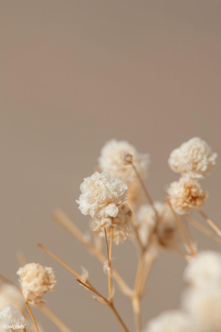 Aesthetic Dried Flower Wallpapers