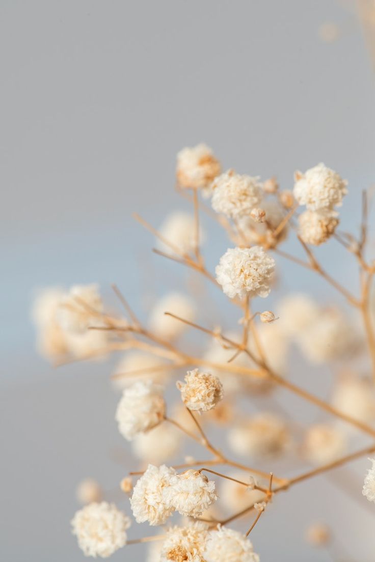 Aesthetic Dried Flower Wallpapers