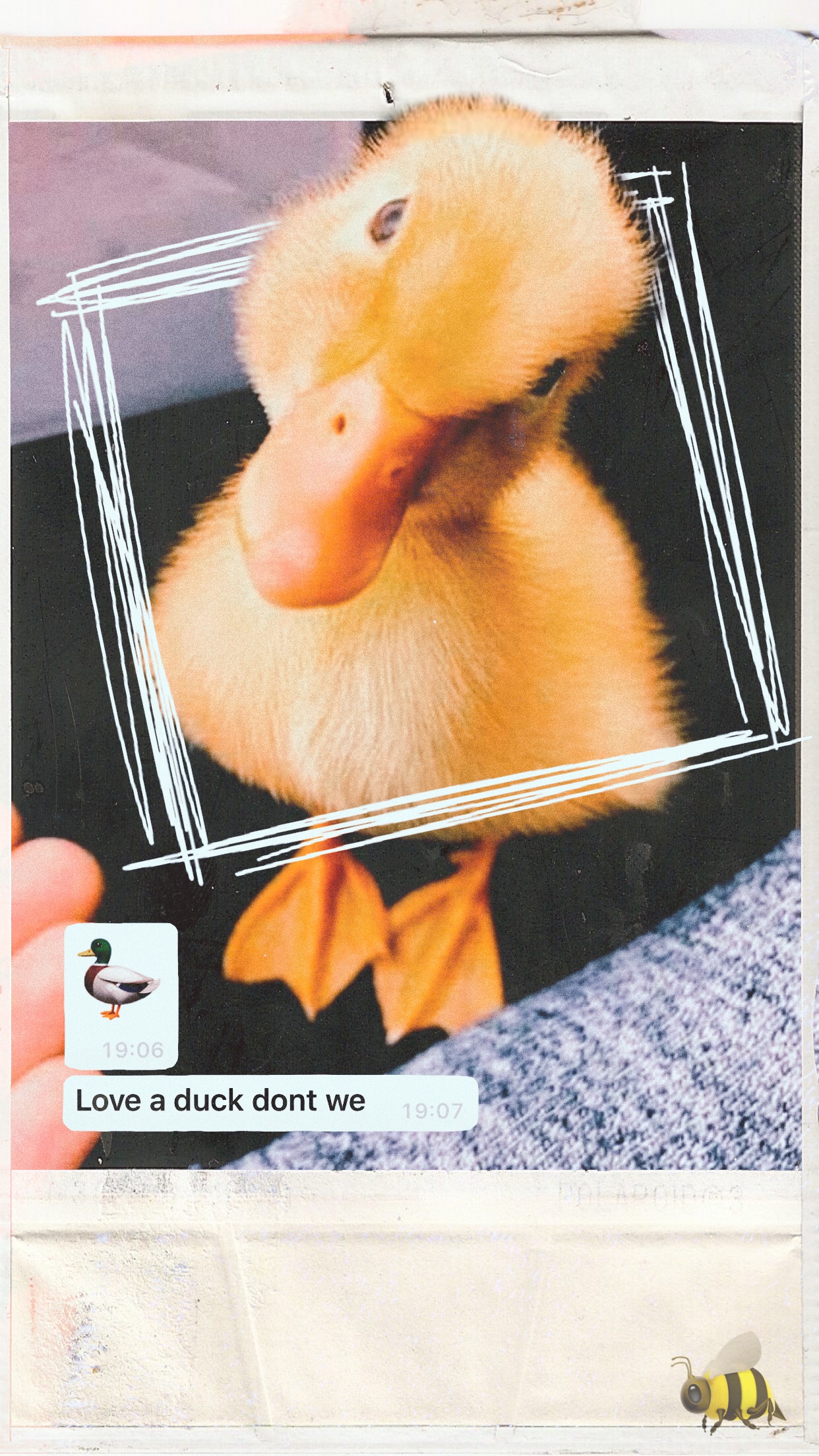 Aesthetic Duck Wallpapers