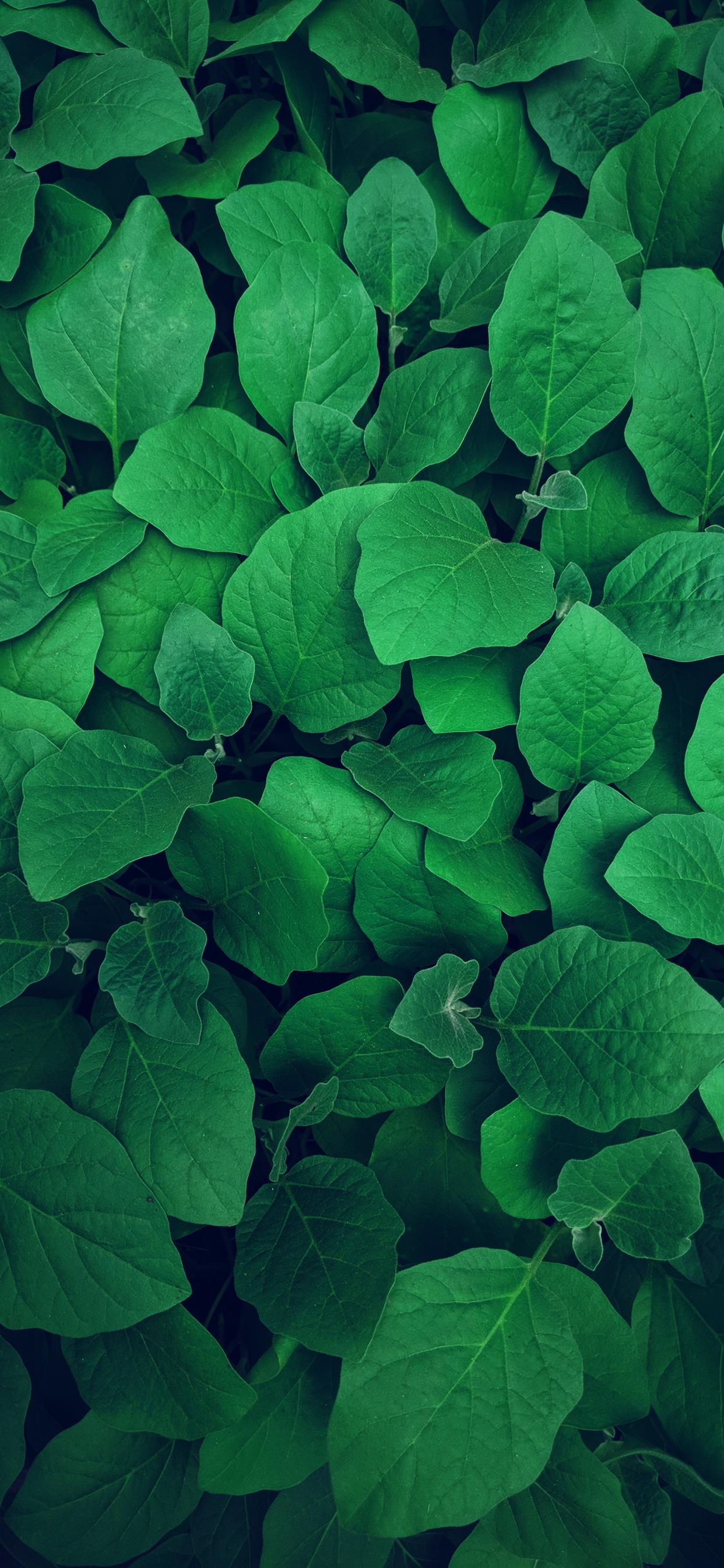 Aesthetic Emerald Green Wallpapers