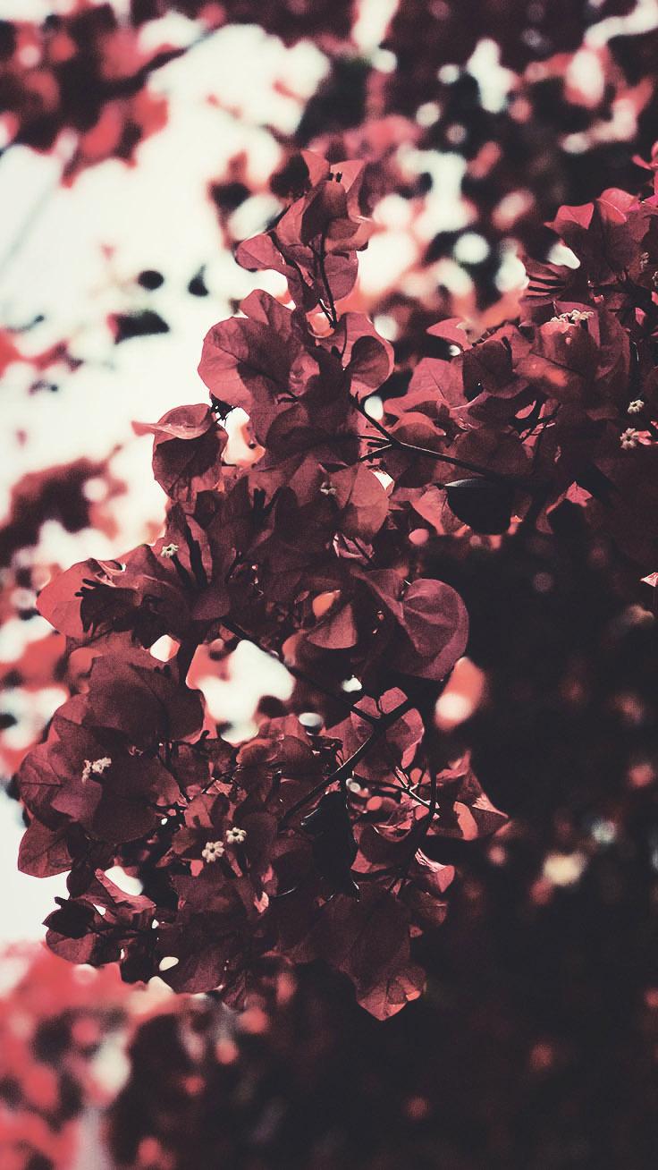 Aesthetic Floral Wallpapers