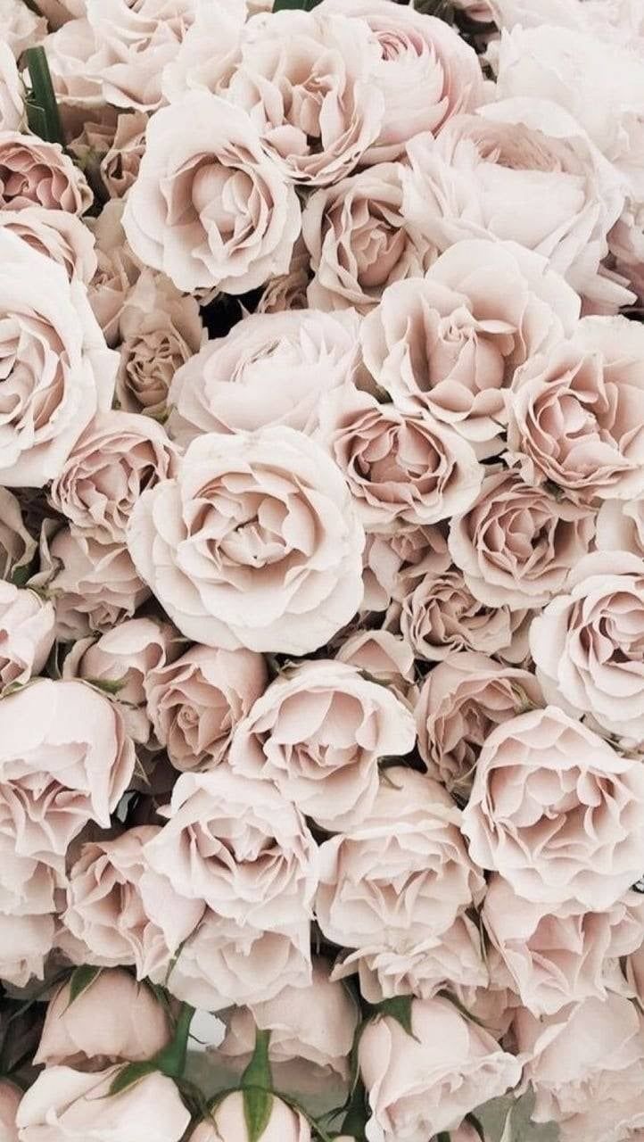 Aesthetic Floral Wallpapers