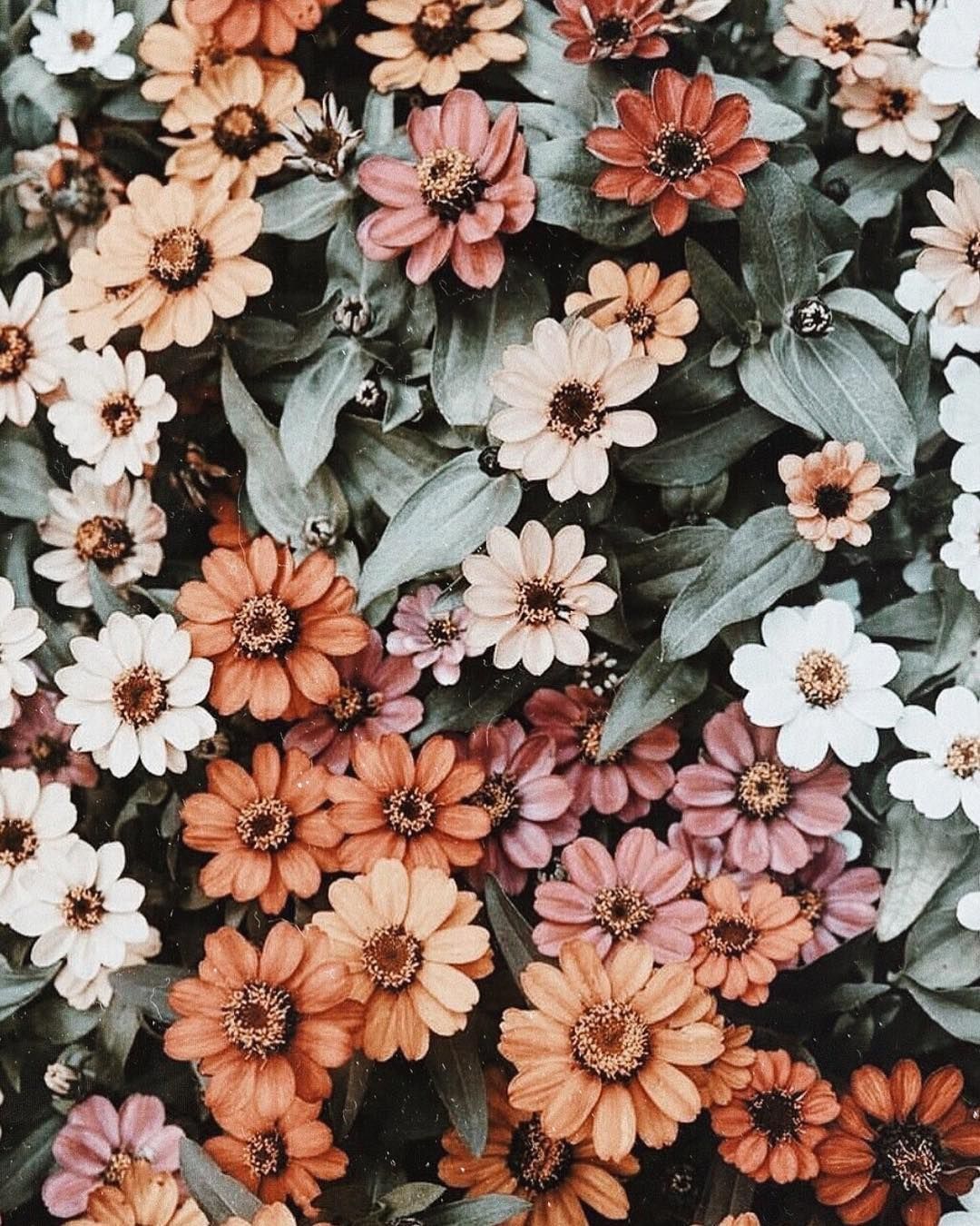 Aesthetic Floral Hd Wallpapers